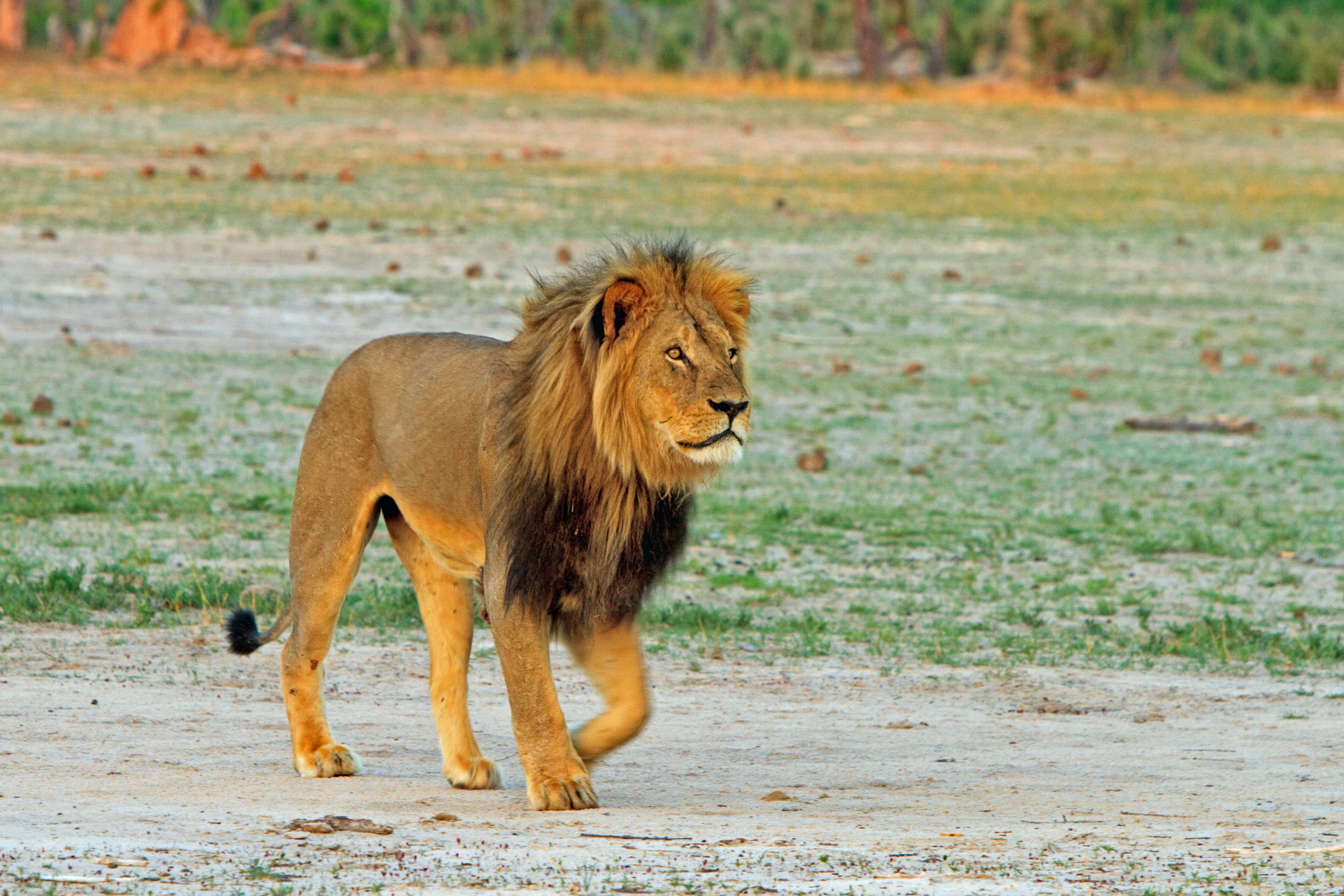 Lion Walking On Field In Hwange National Park