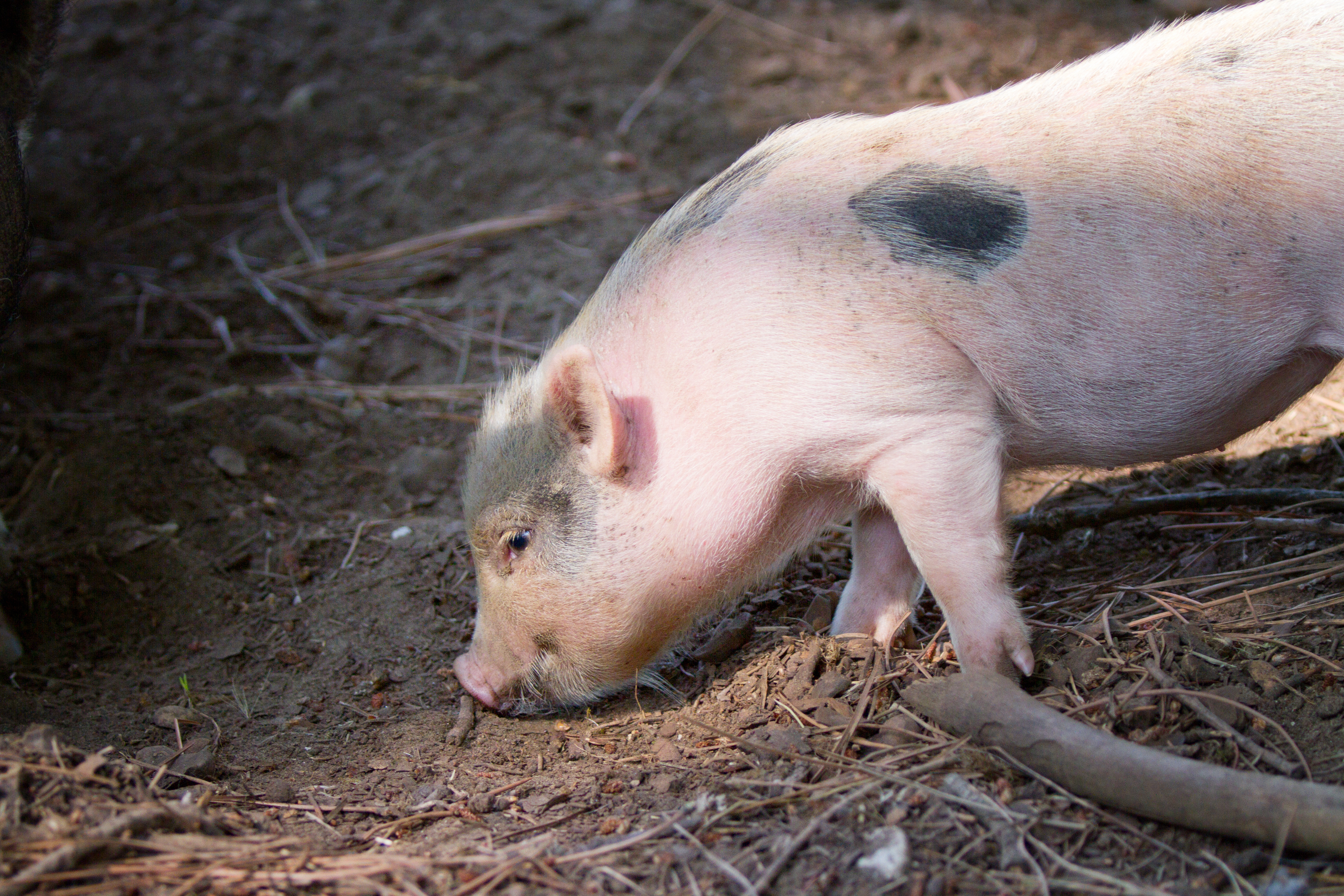 Pig in the sty