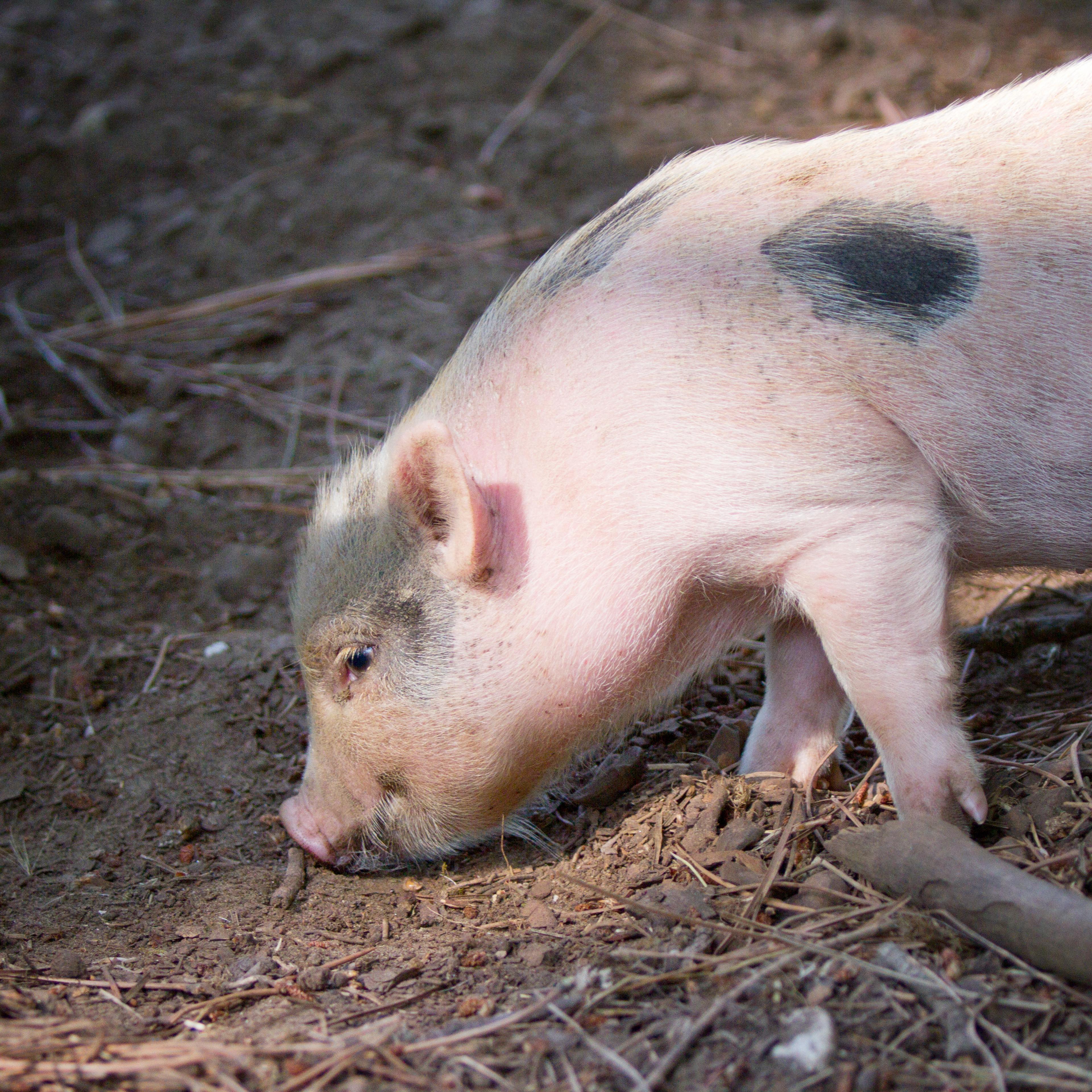 Pig in the sty