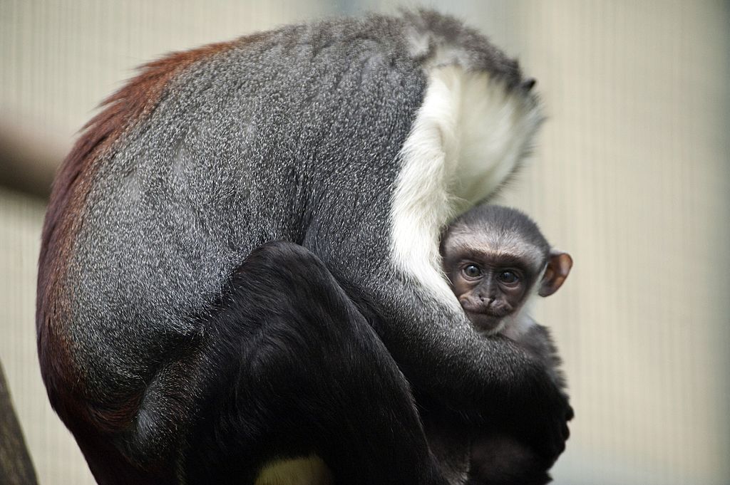 FRANCE-ANIMALS-MONKEY-ZOO