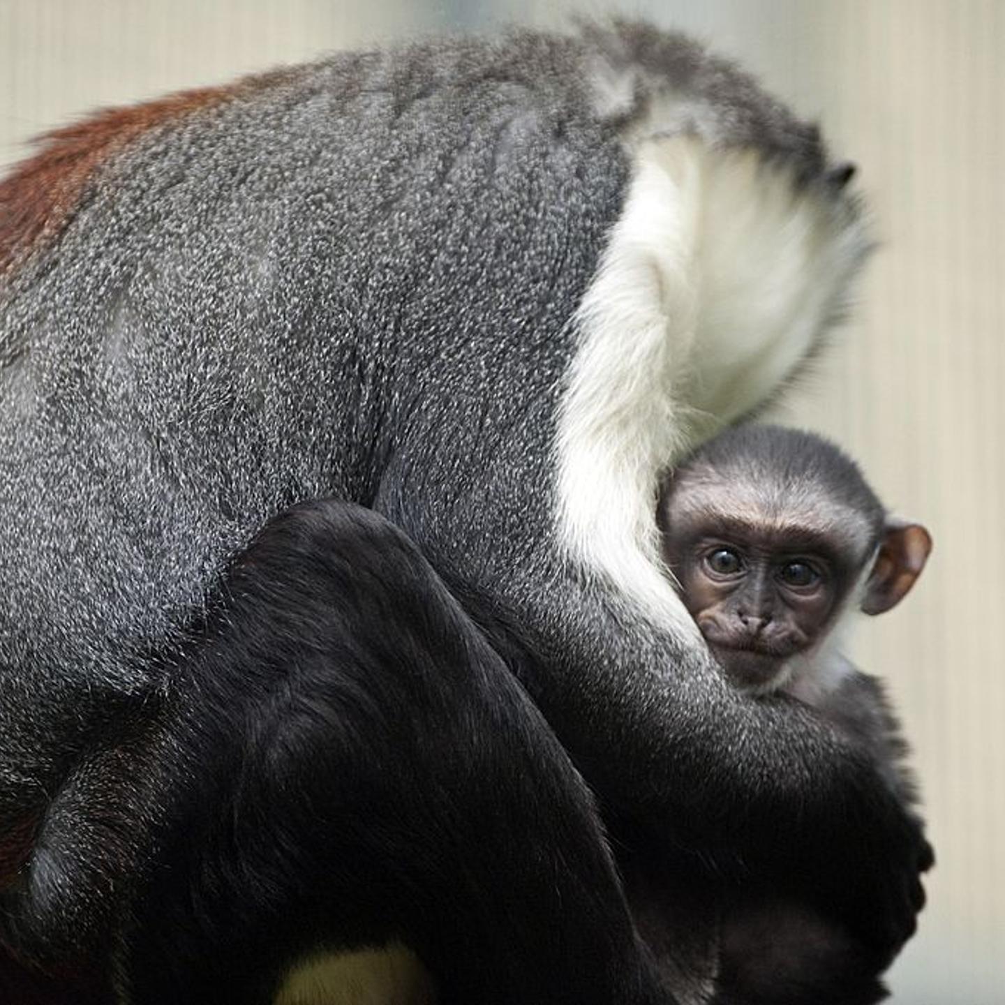 FRANCE-ANIMALS-MONKEY-ZOO