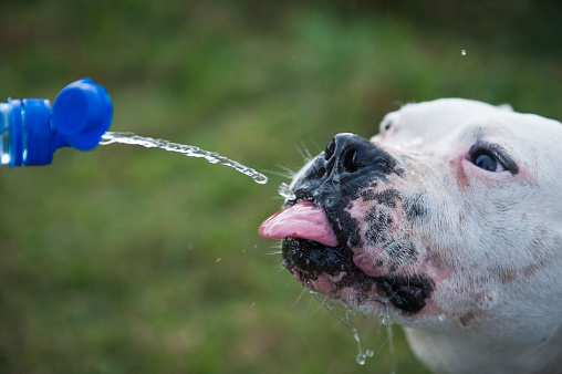 Pit Bull drinking water