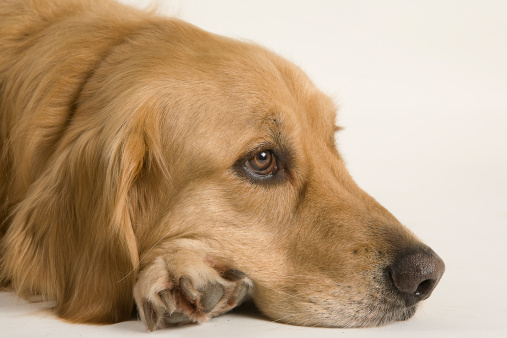 golden-retriever-lying-down