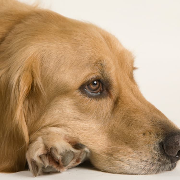 golden-retriever-lying-down