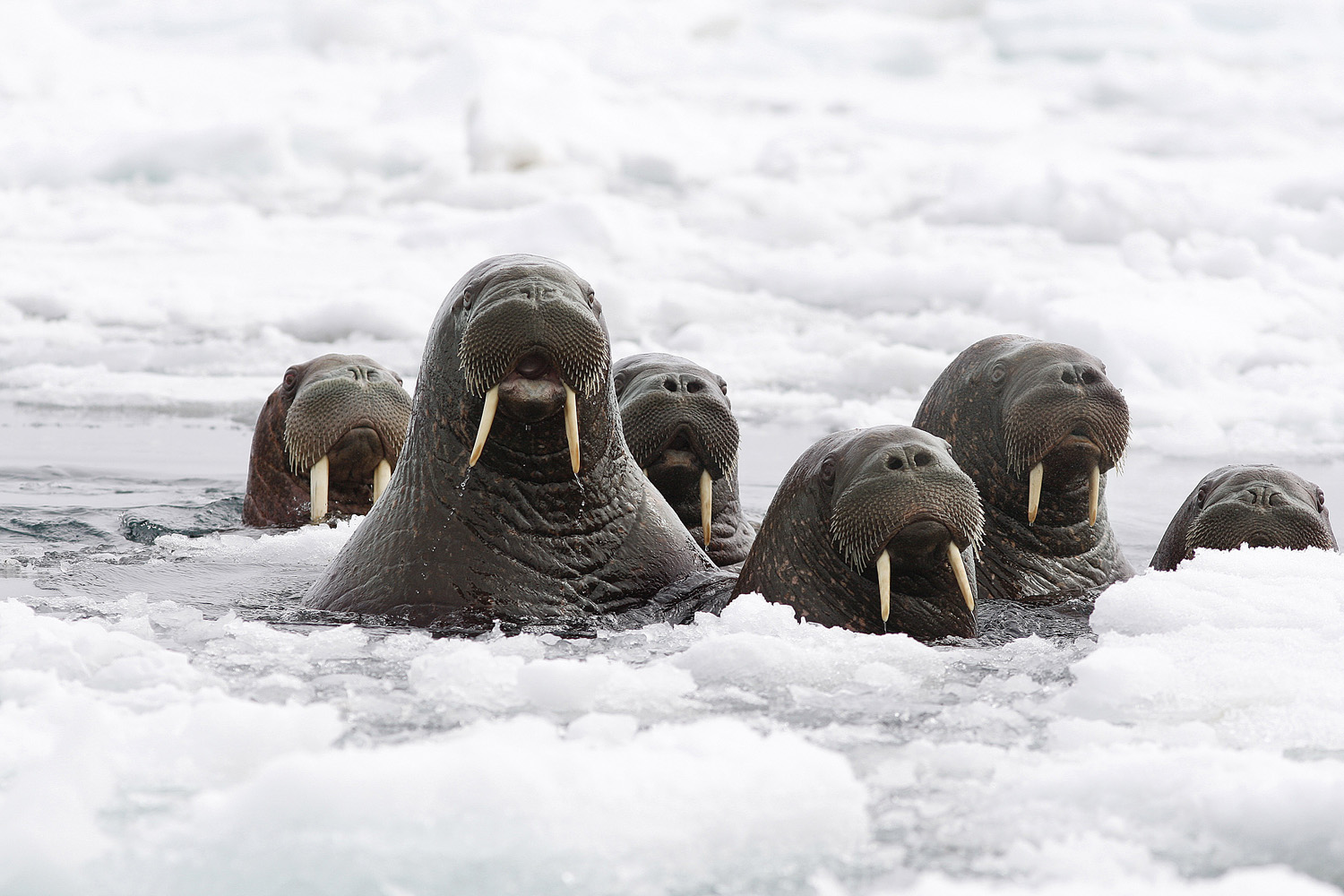 Pacific Walrus