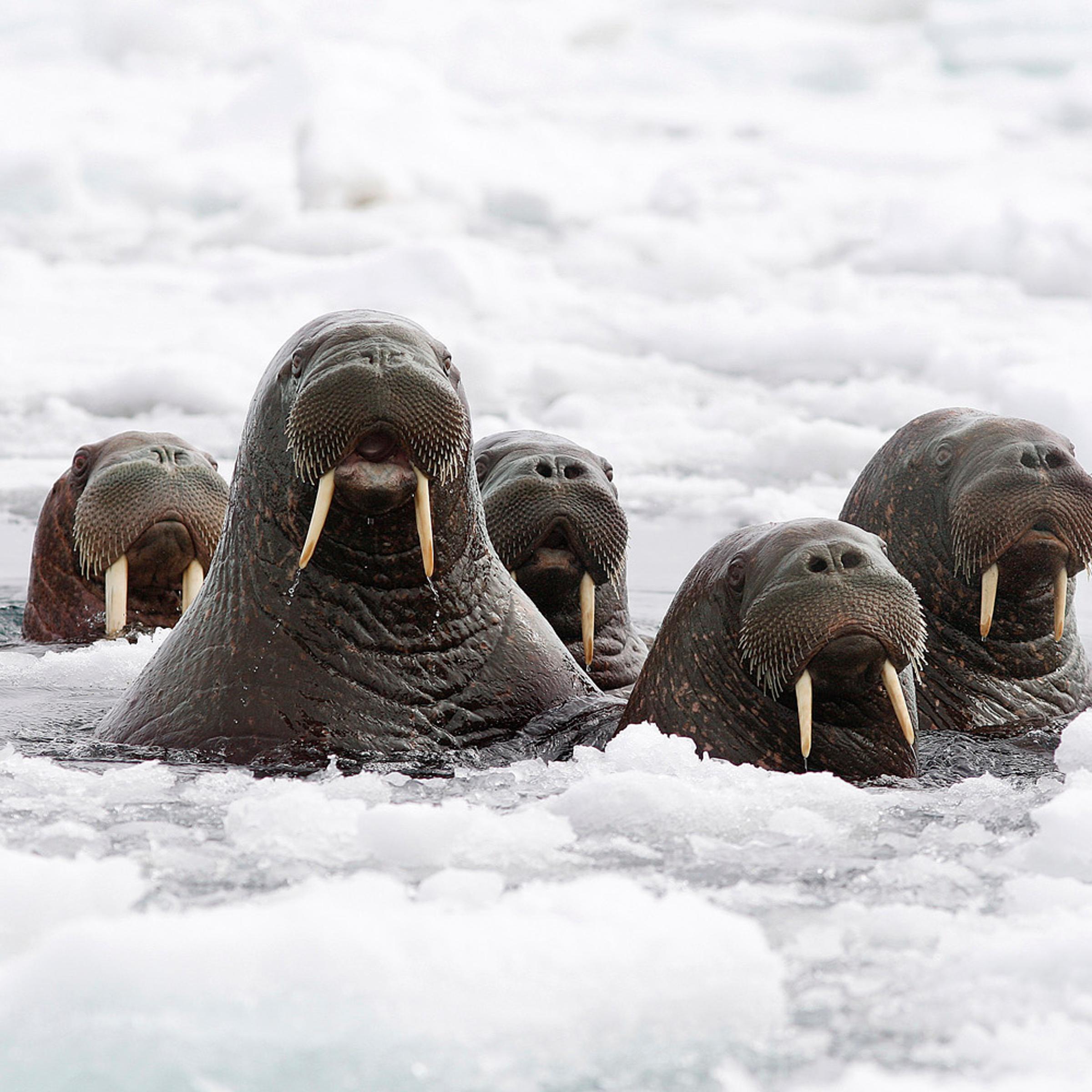 Pacific Walrus