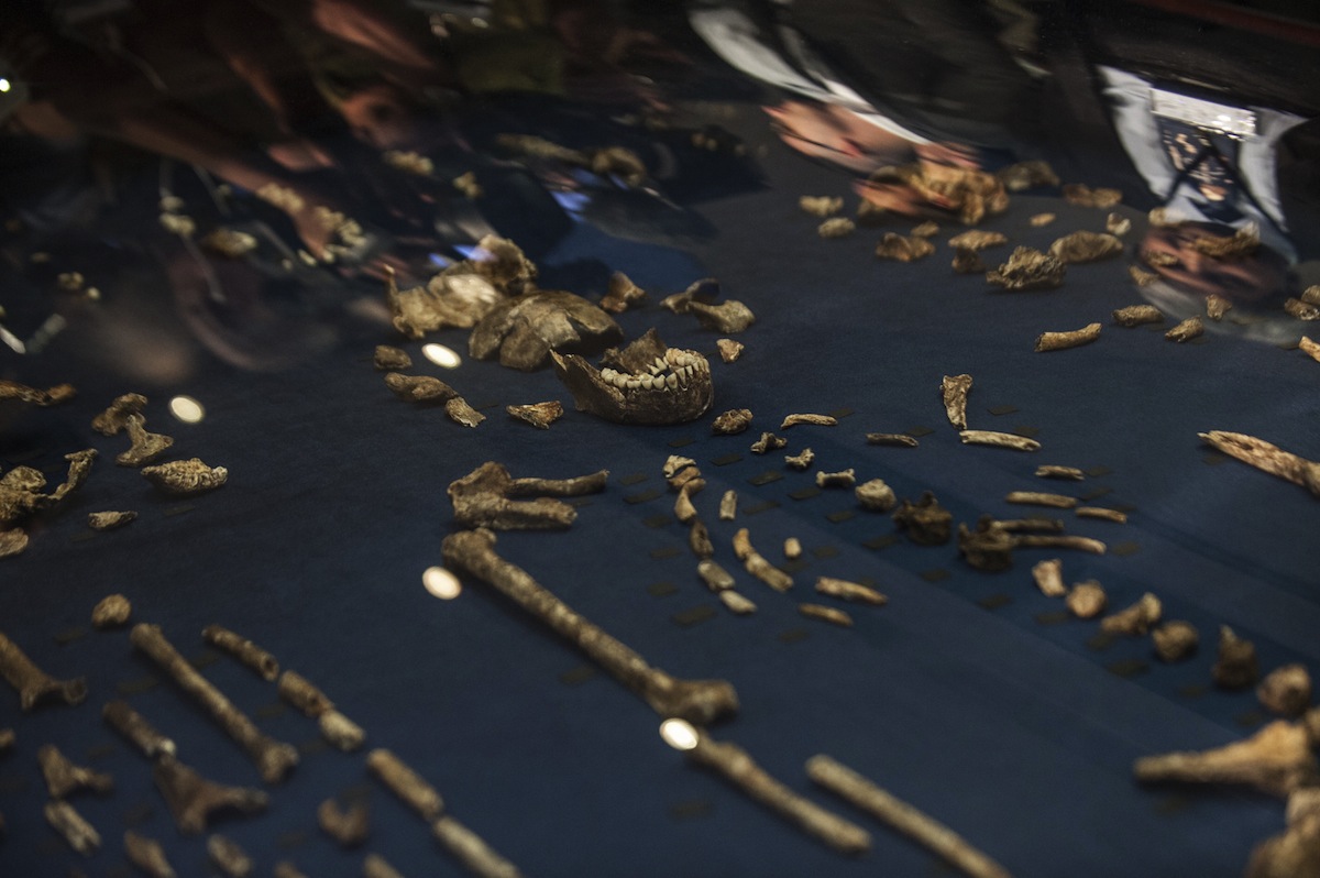 Homo Naledi