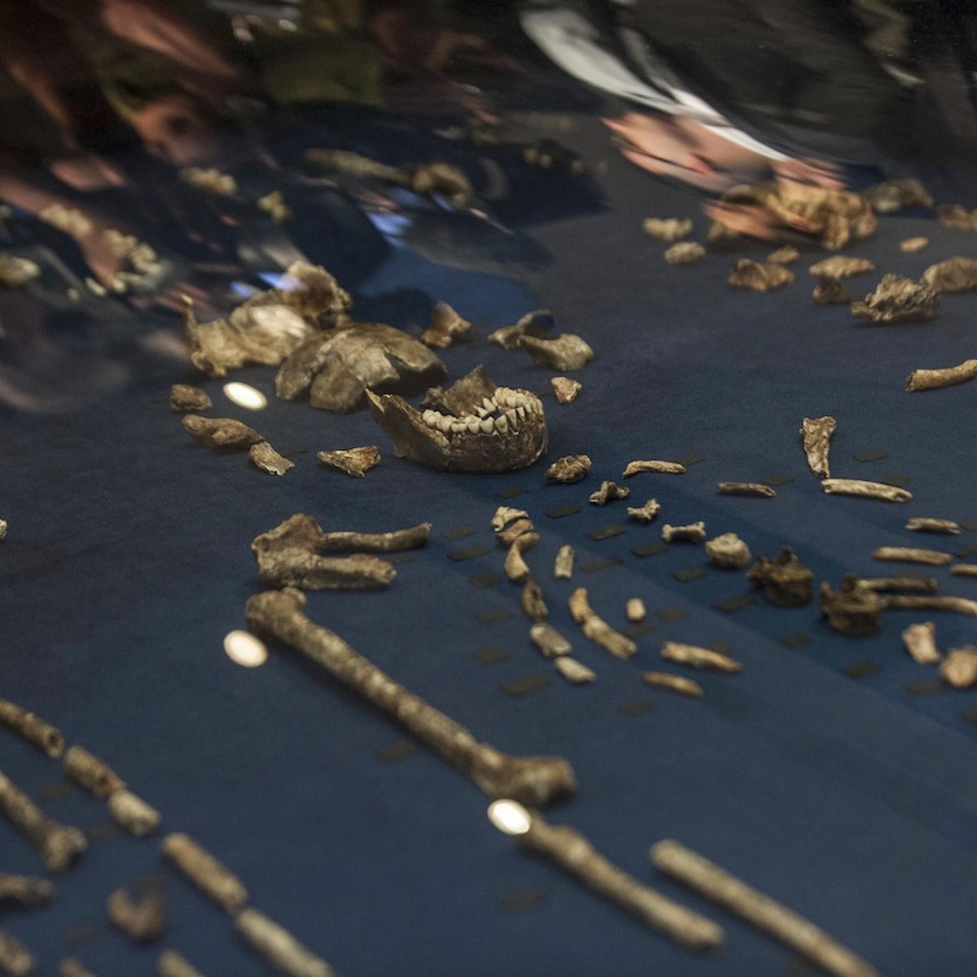 Homo Naledi