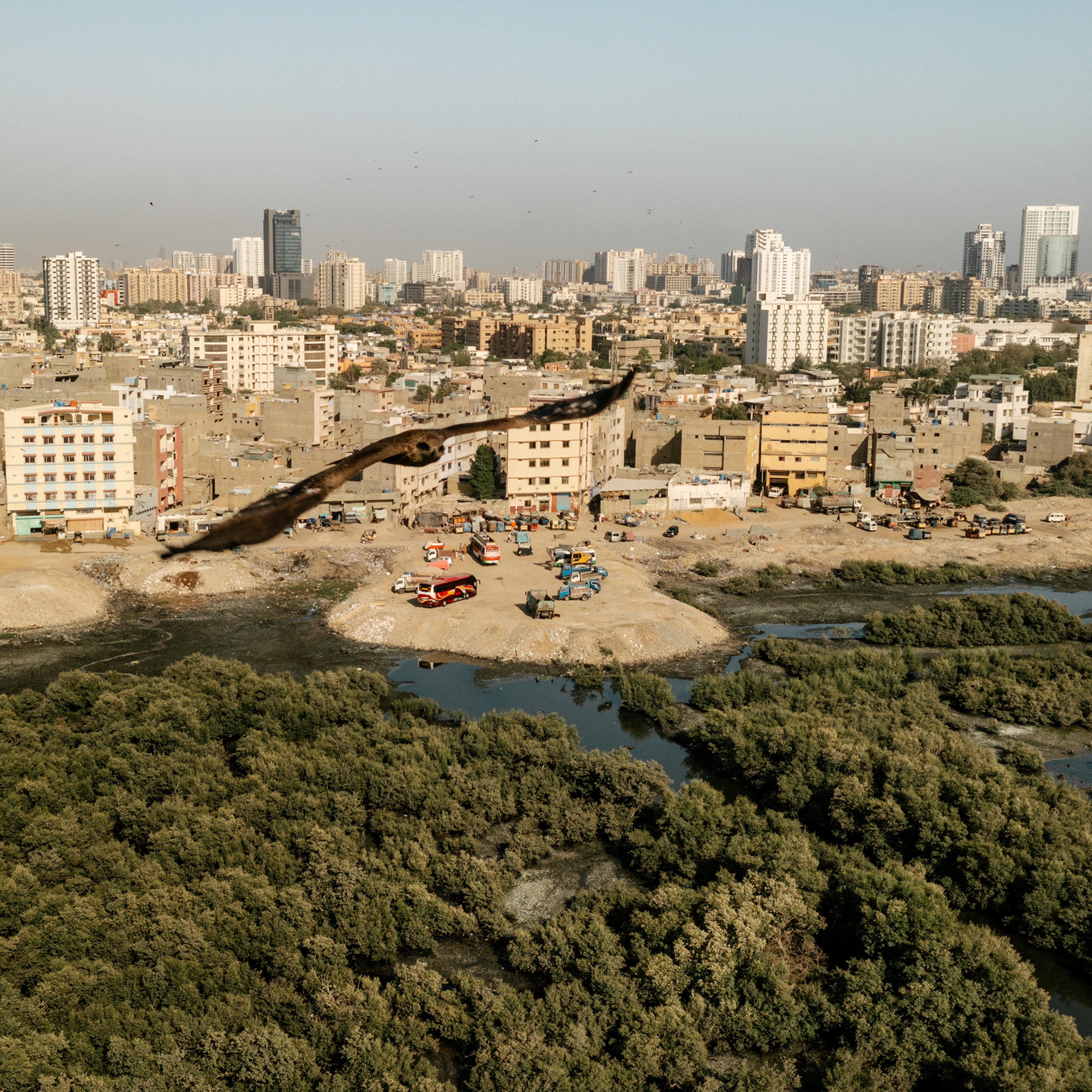 In Karachi, development is encroaching on mangroves, which have long protected the city from the impacts of climate change