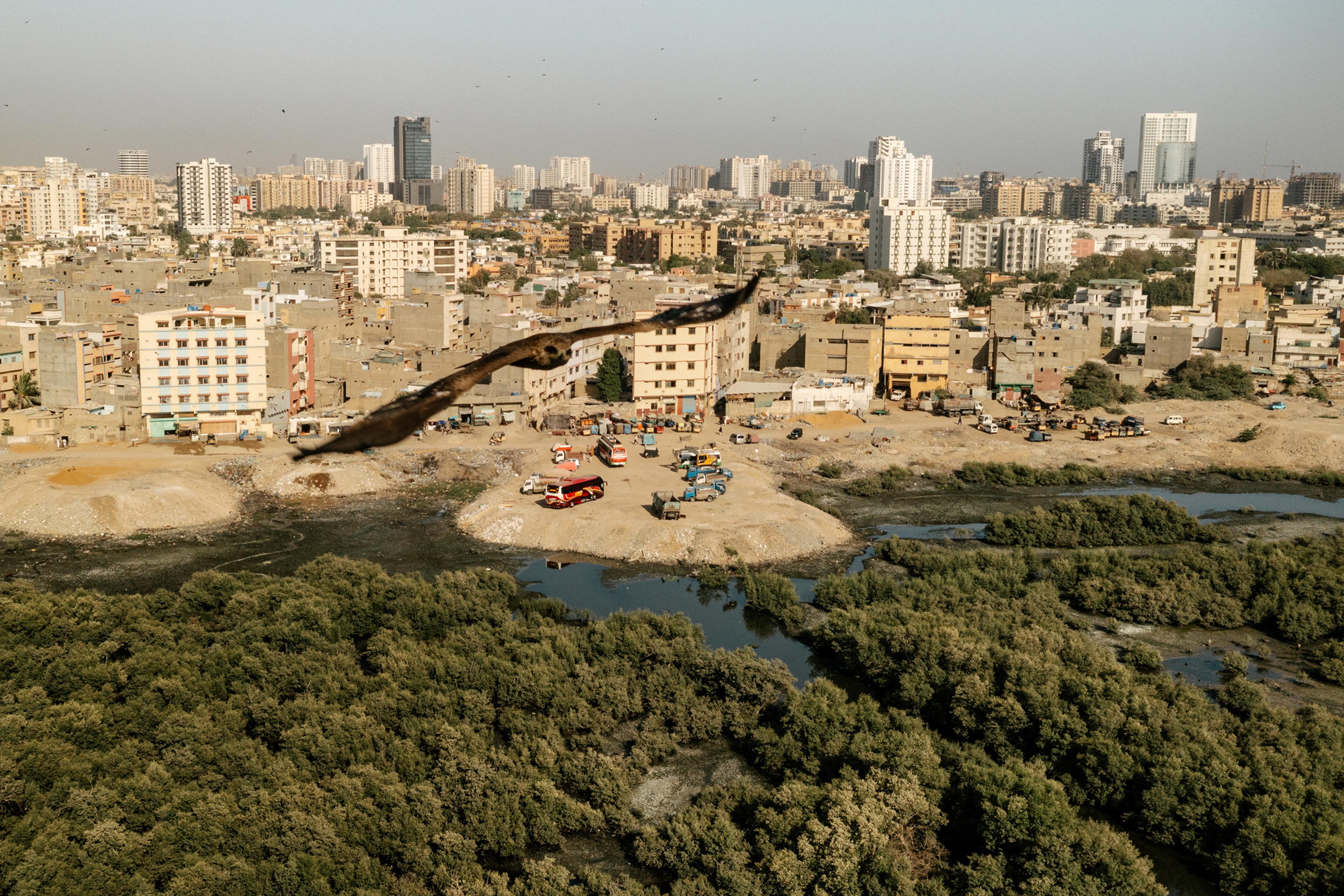In Karachi, development is encroaching on mangroves, which have long protected the city from the impacts of climate change