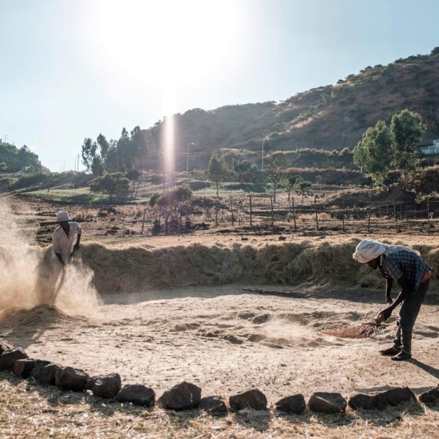 ETHIOPIA-AGRICULTURE-DAILY LIFE