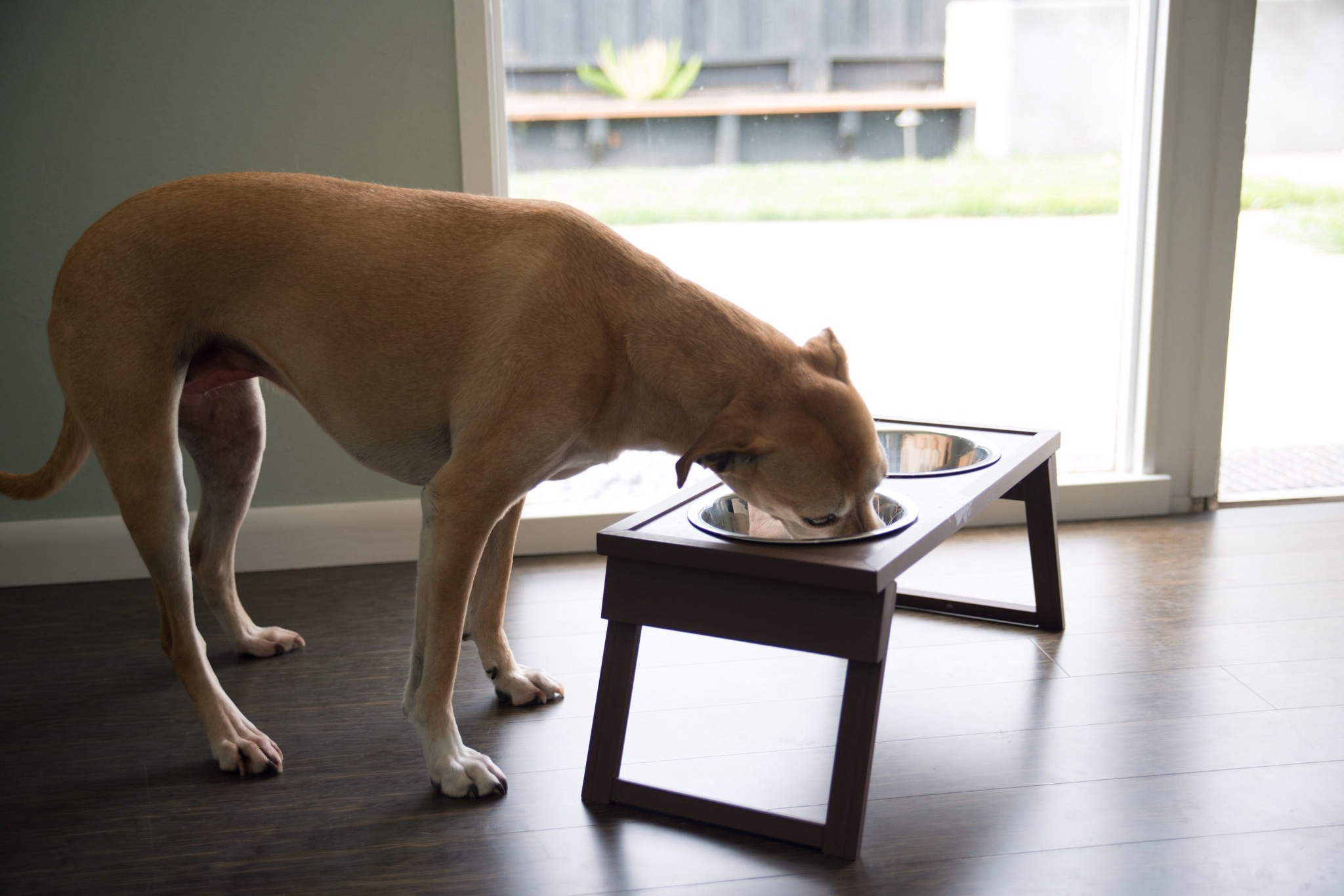 dog eating bpa canned food