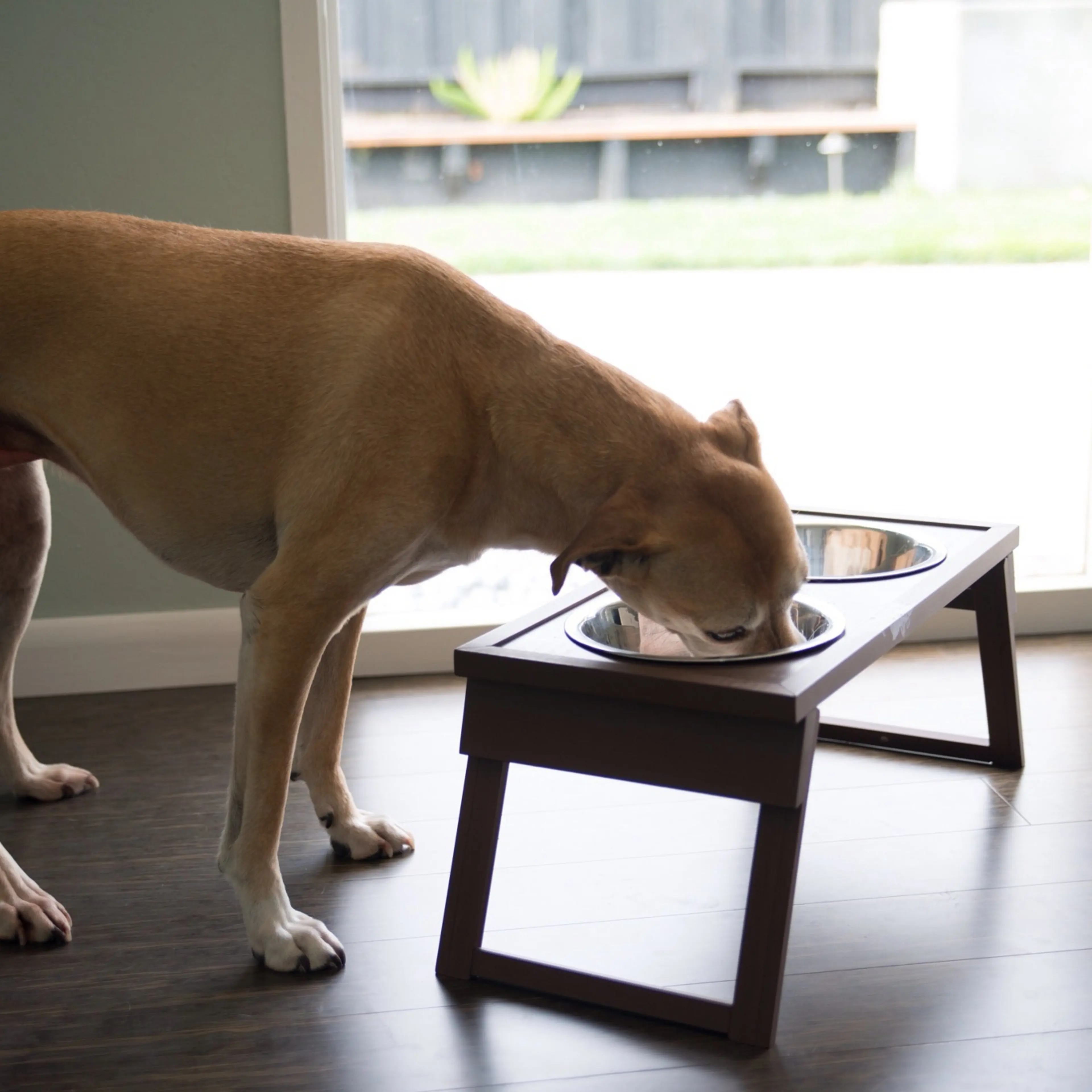 dog eating bpa canned food