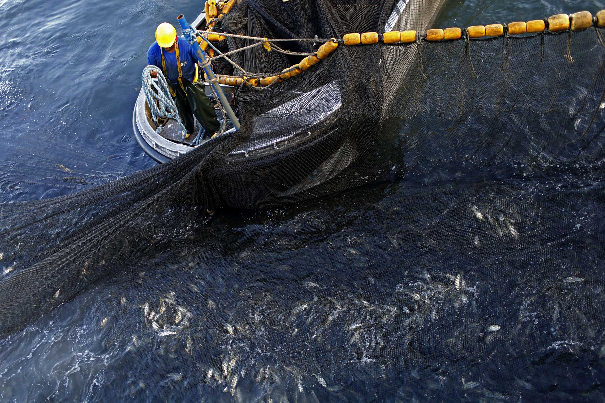 Fishing nets evolution