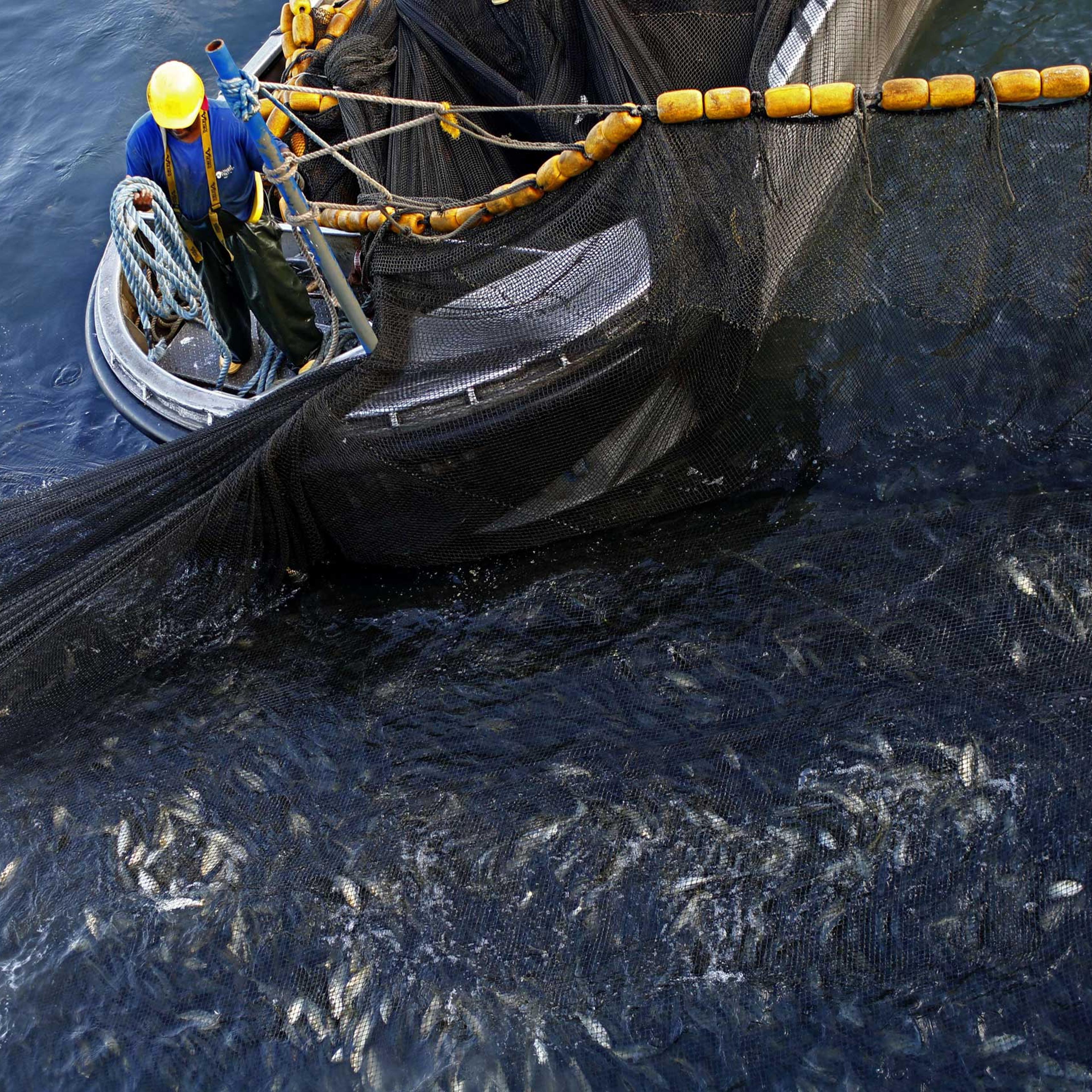 Fishing nets evolution