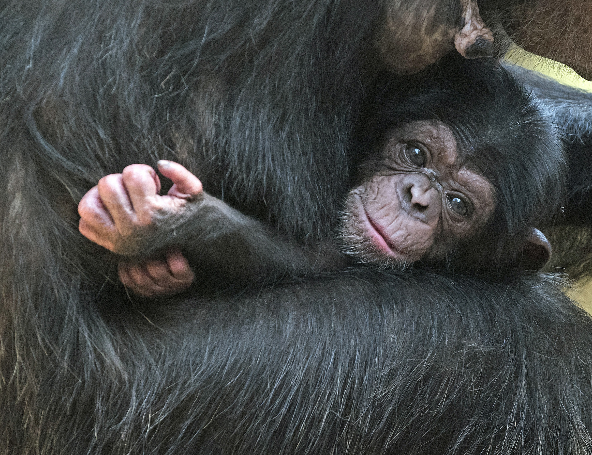Germany Zoo chimpanzee