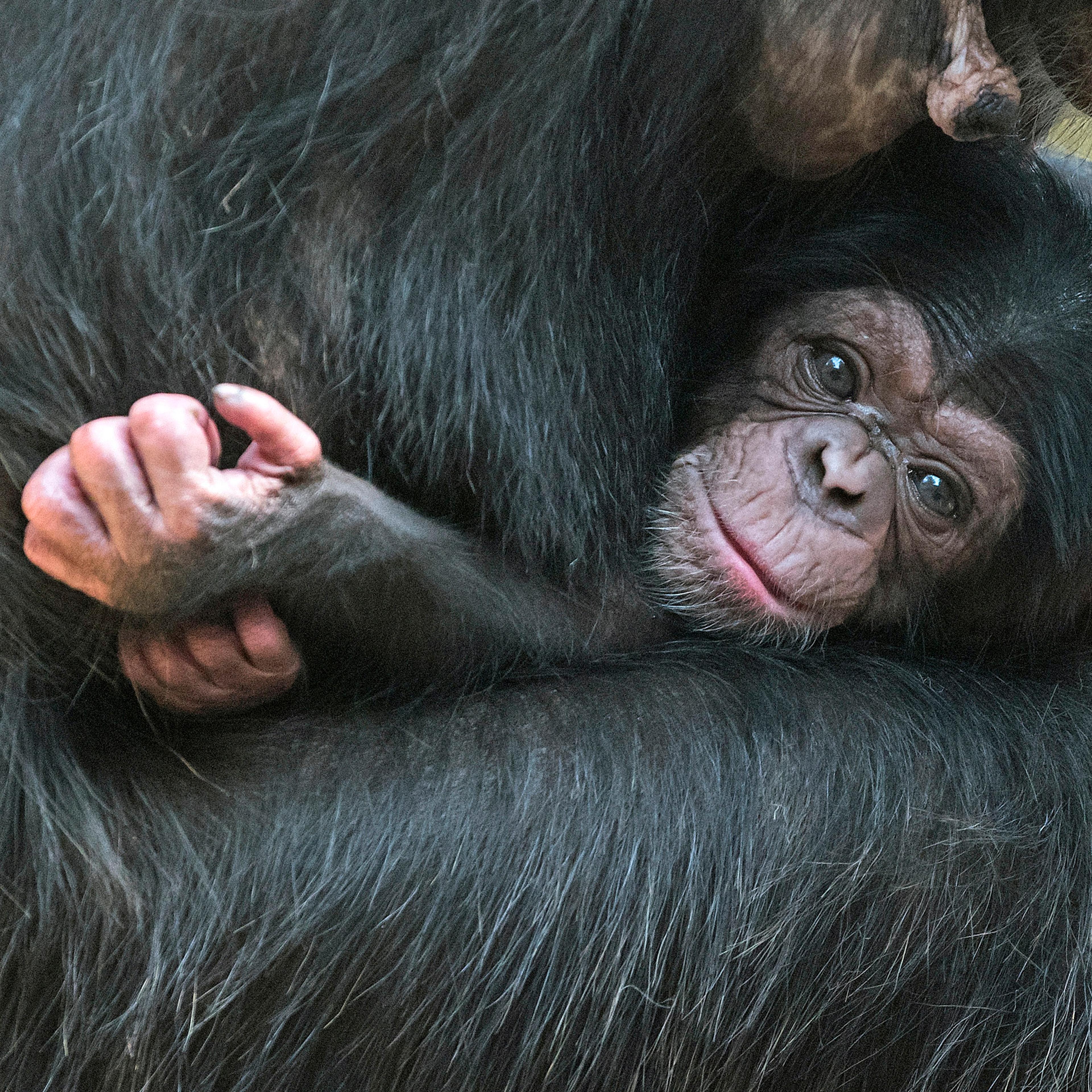 Germany Zoo chimpanzee