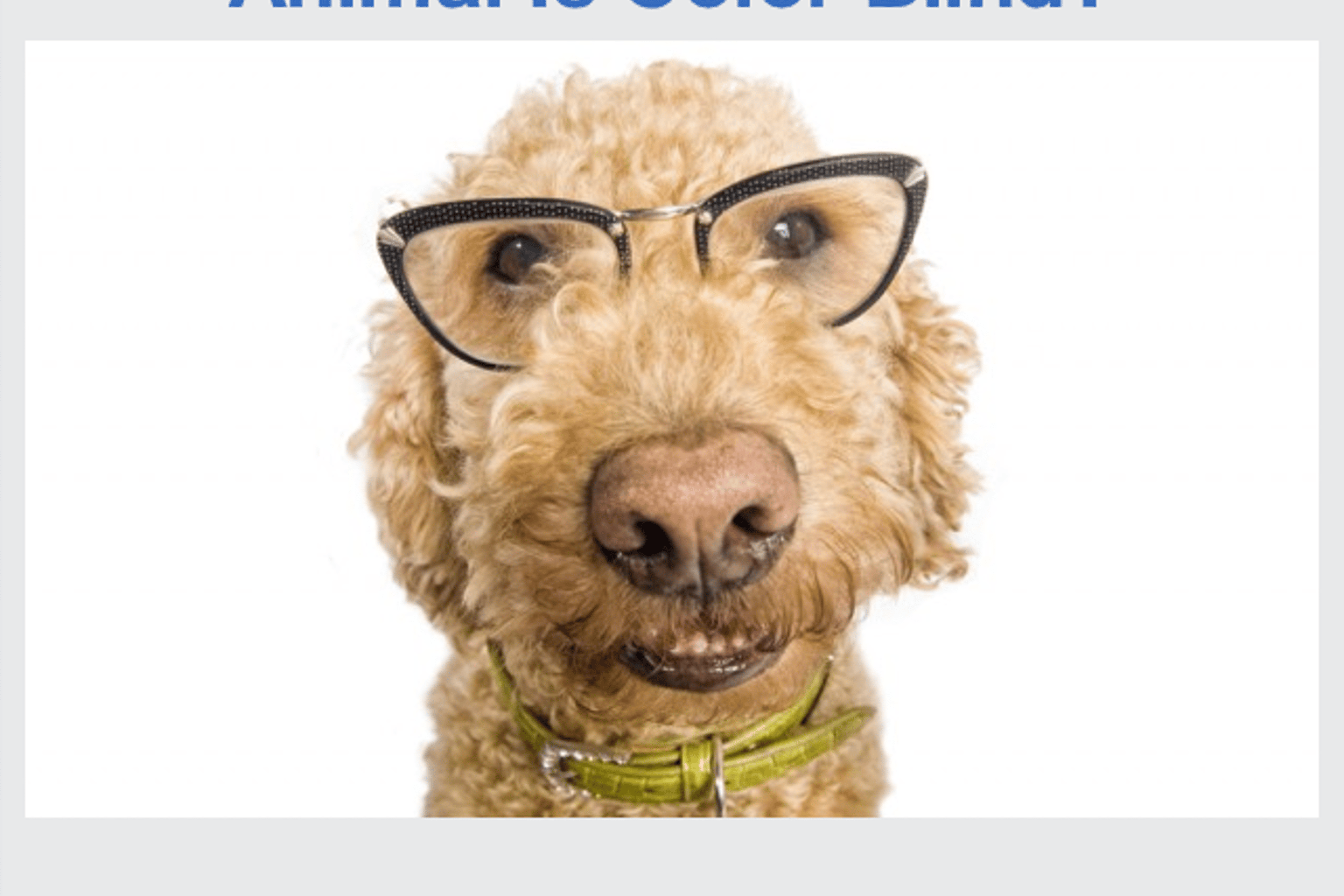 Wonderopolis Dogs Wonderopolis Gets Smartphone Apps