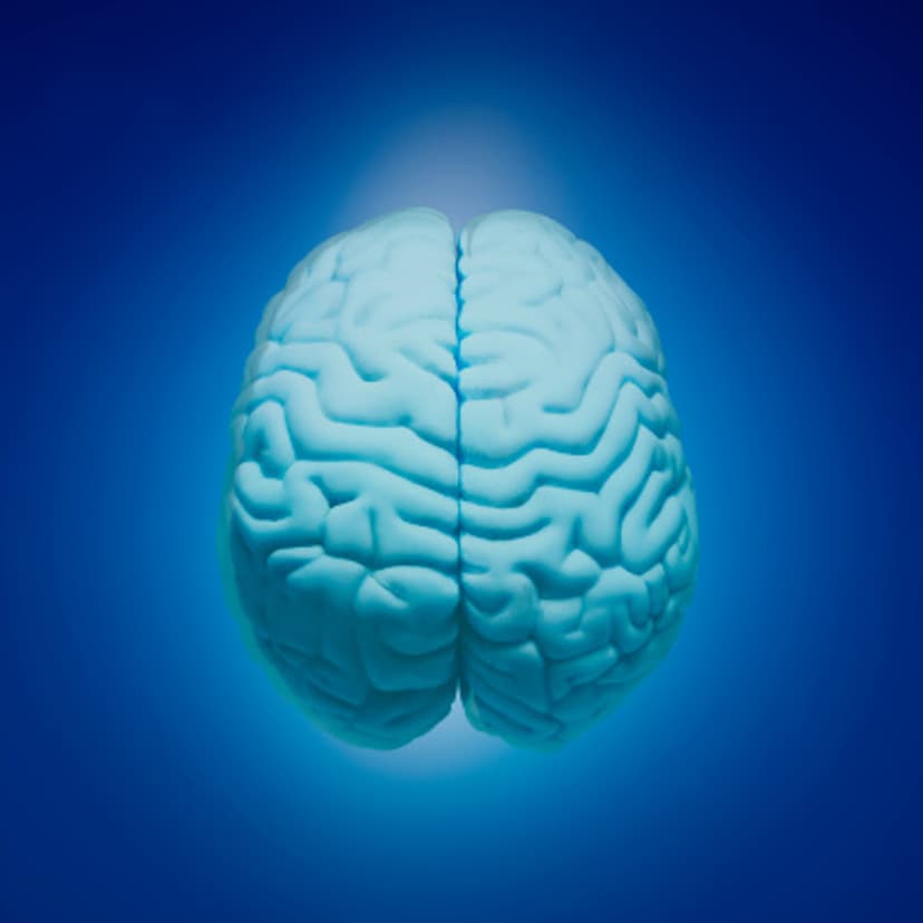 human-brain