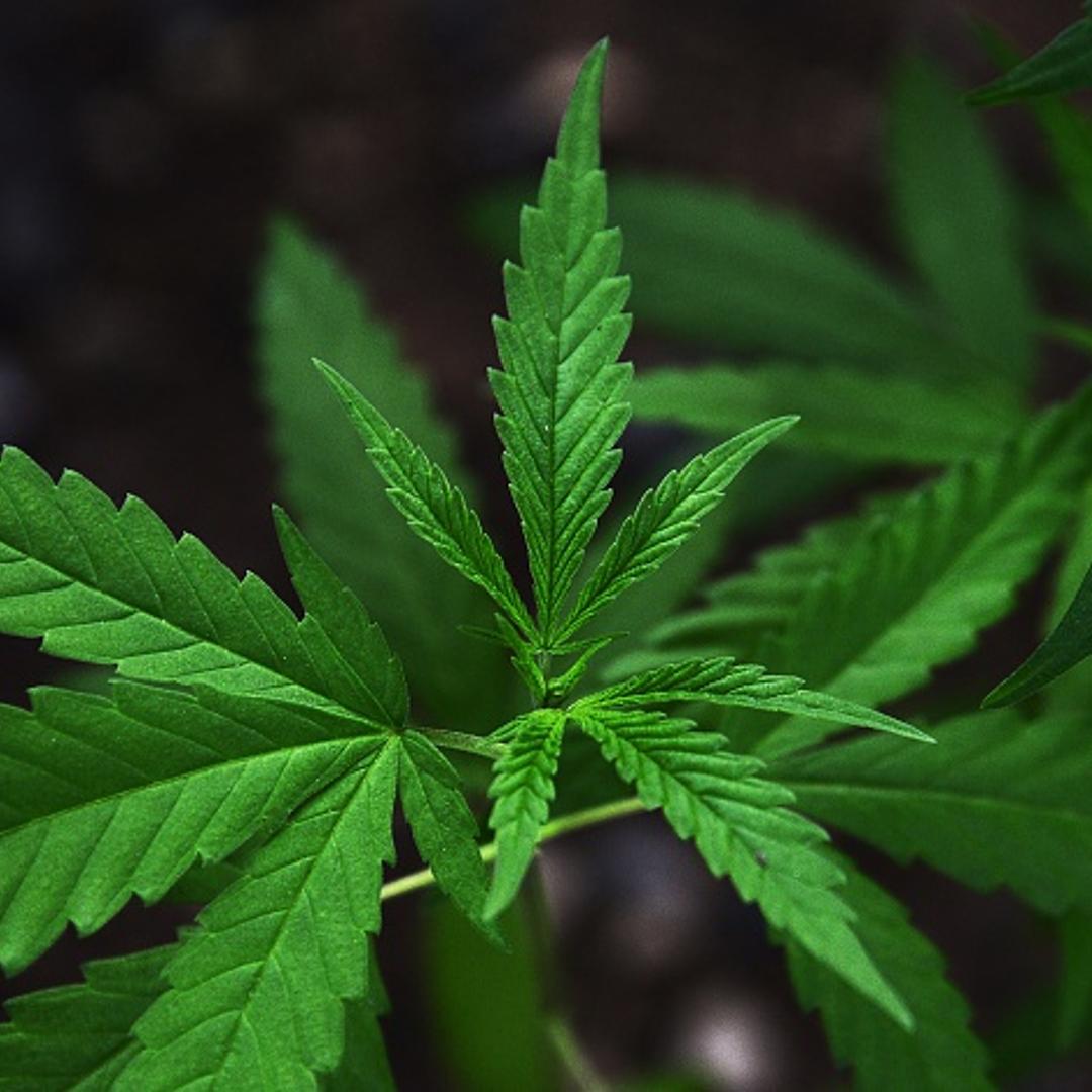 Marijuana plants grow on the grounds of the Bob Marley Museum in Kingston, Jamaica, June 9, 2015.