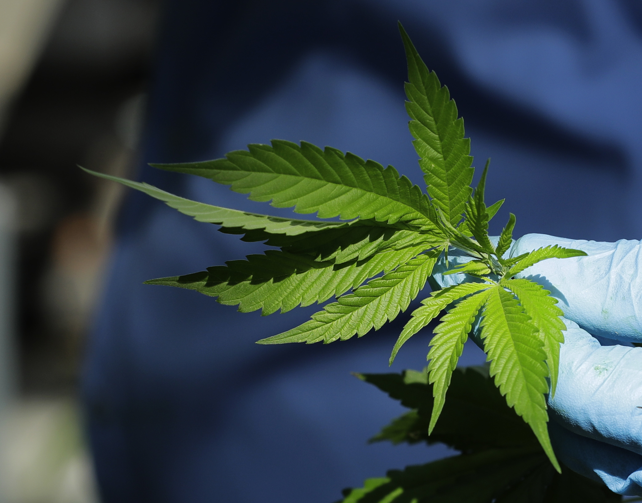 Canada Marijuana Legalization