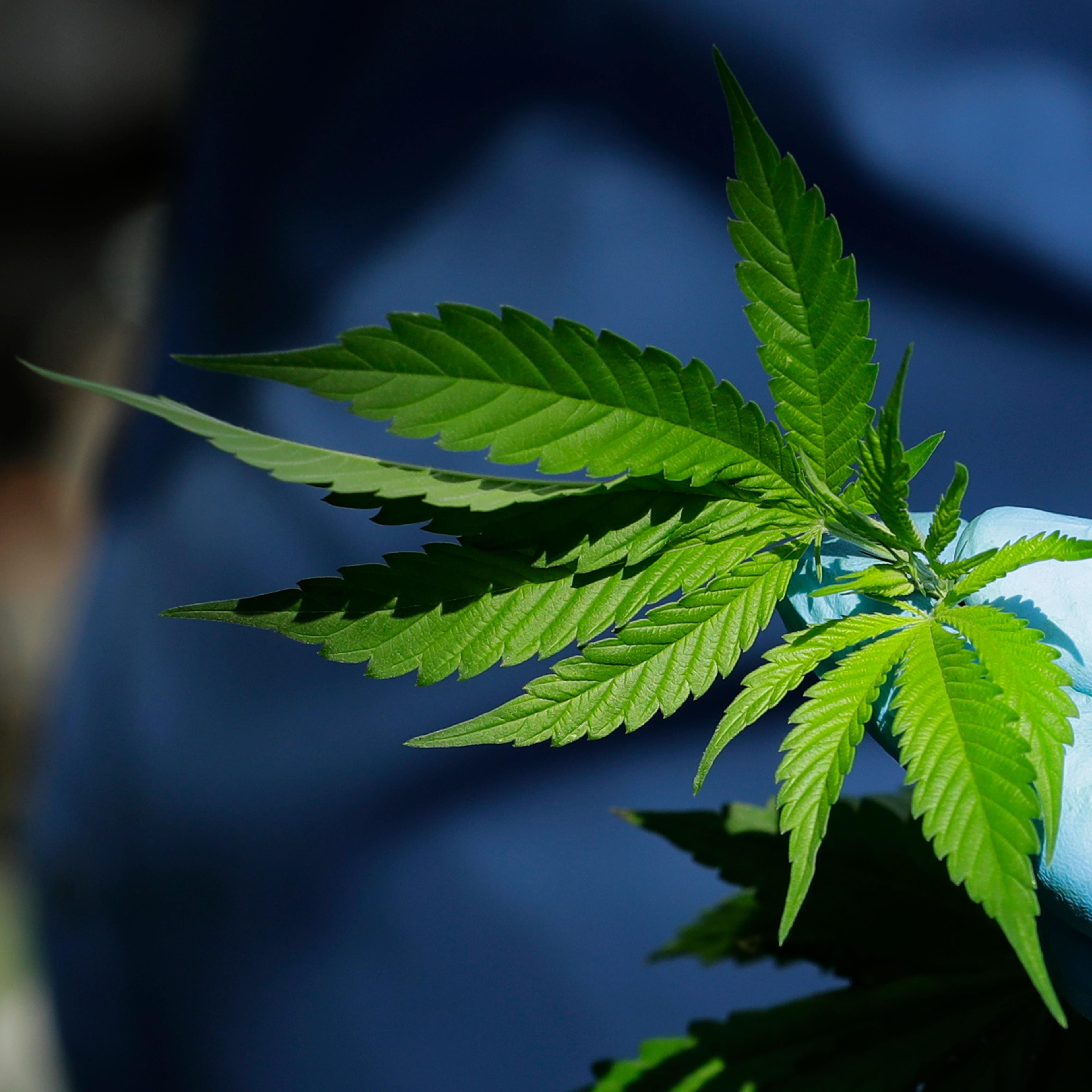 Canada Marijuana Legalization