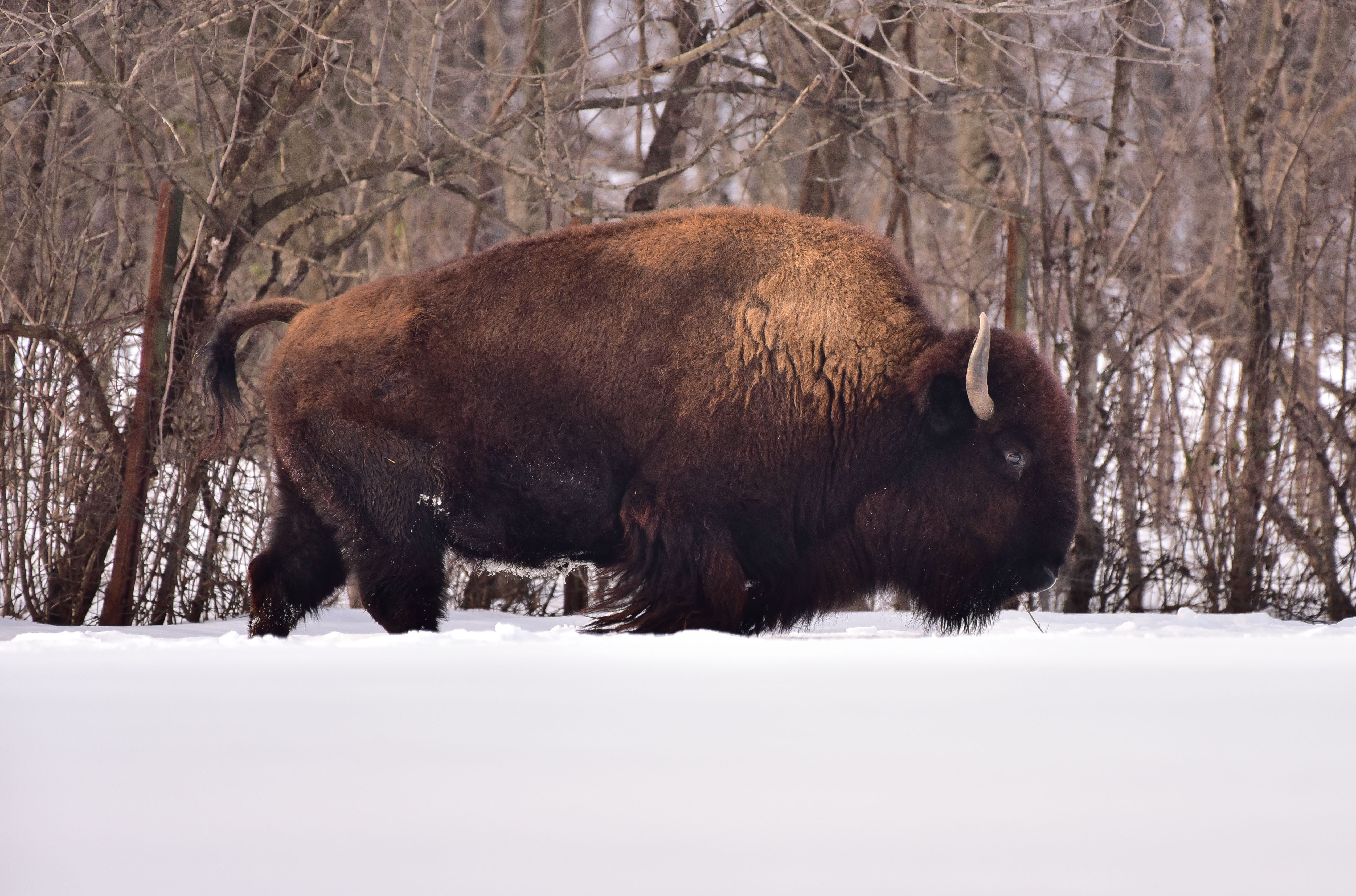 Snow Storm Blankets Bronx Zoo