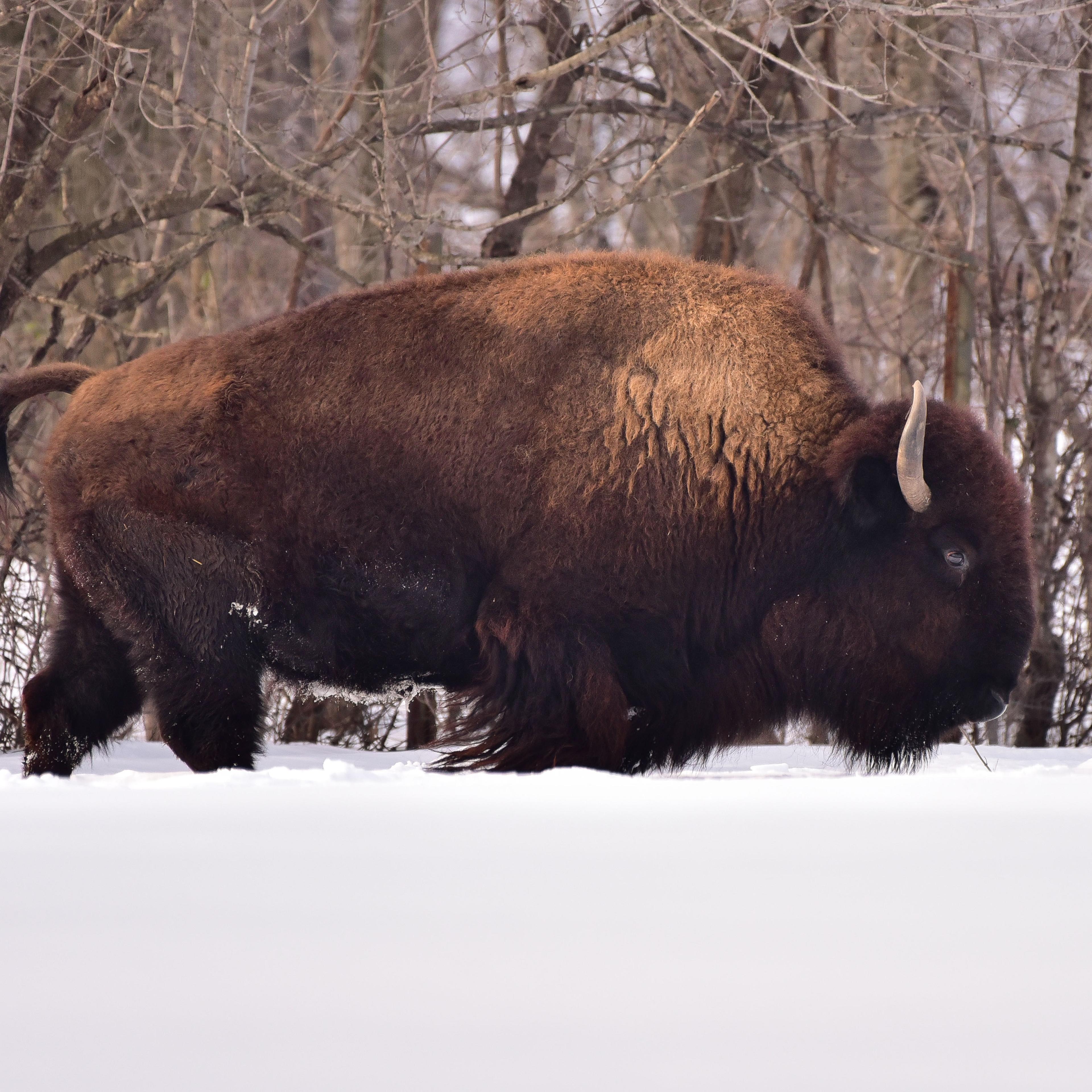 Snow Storm Blankets Bronx Zoo
