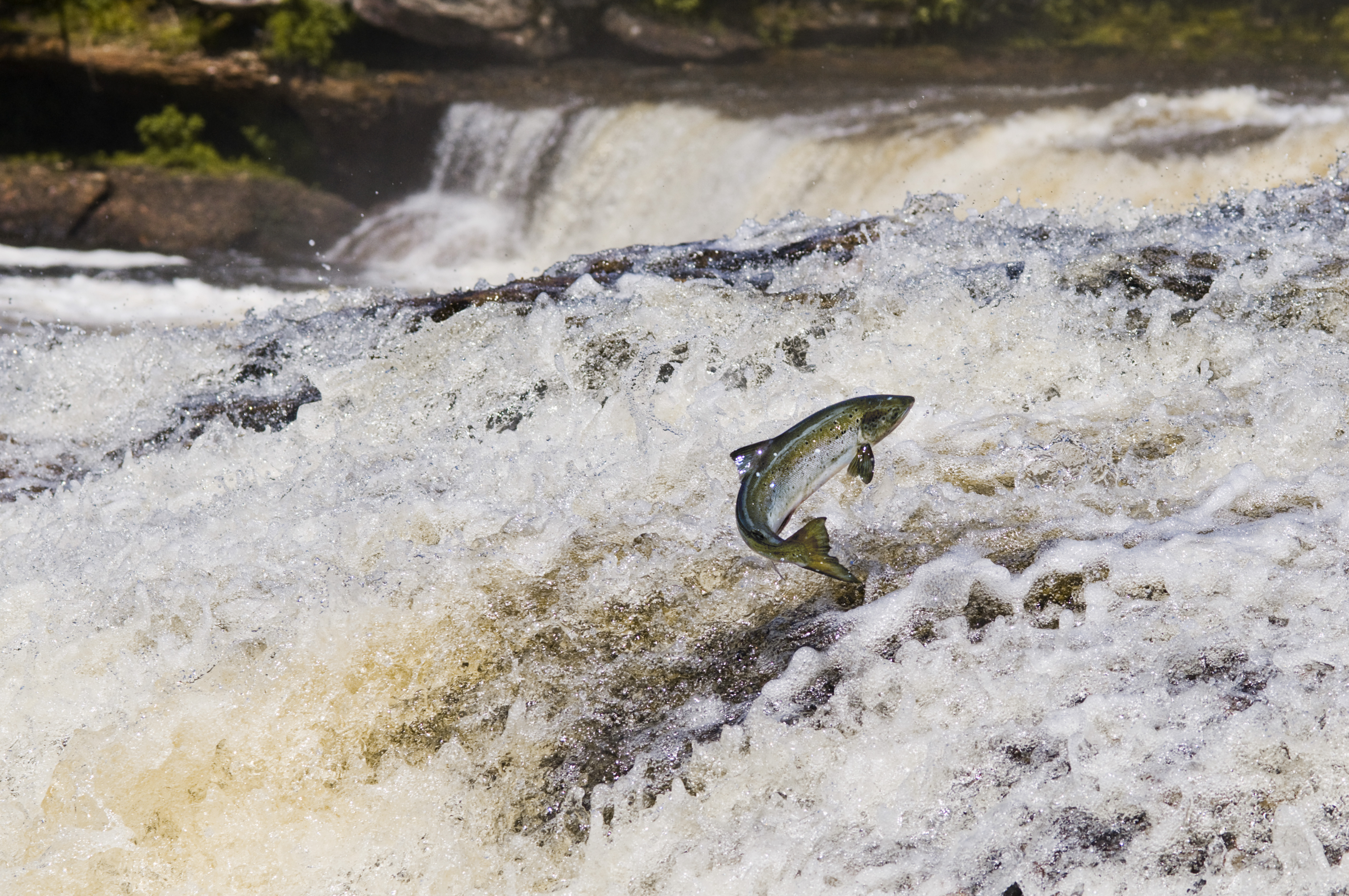 Salmon Migrating