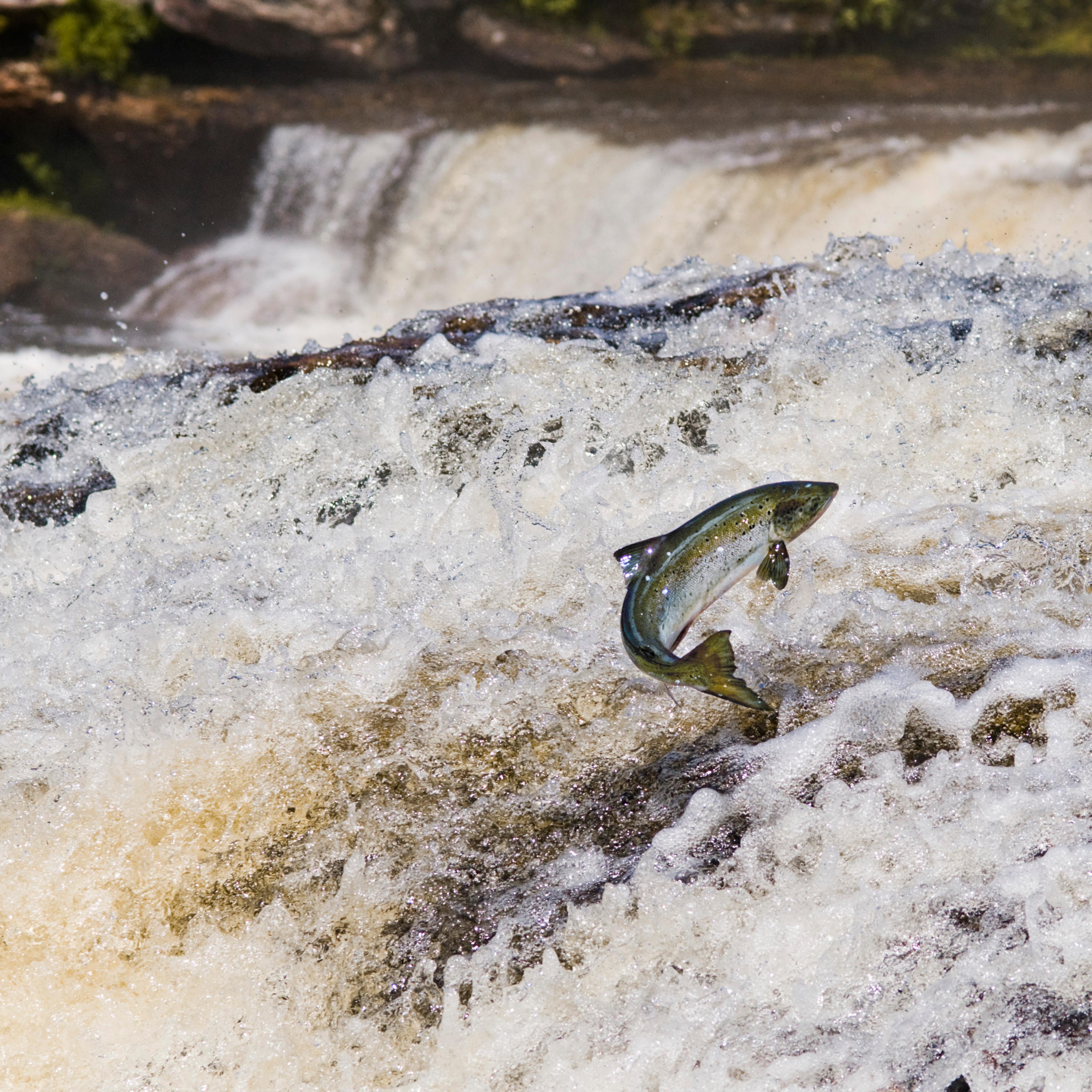 Salmon Migrating