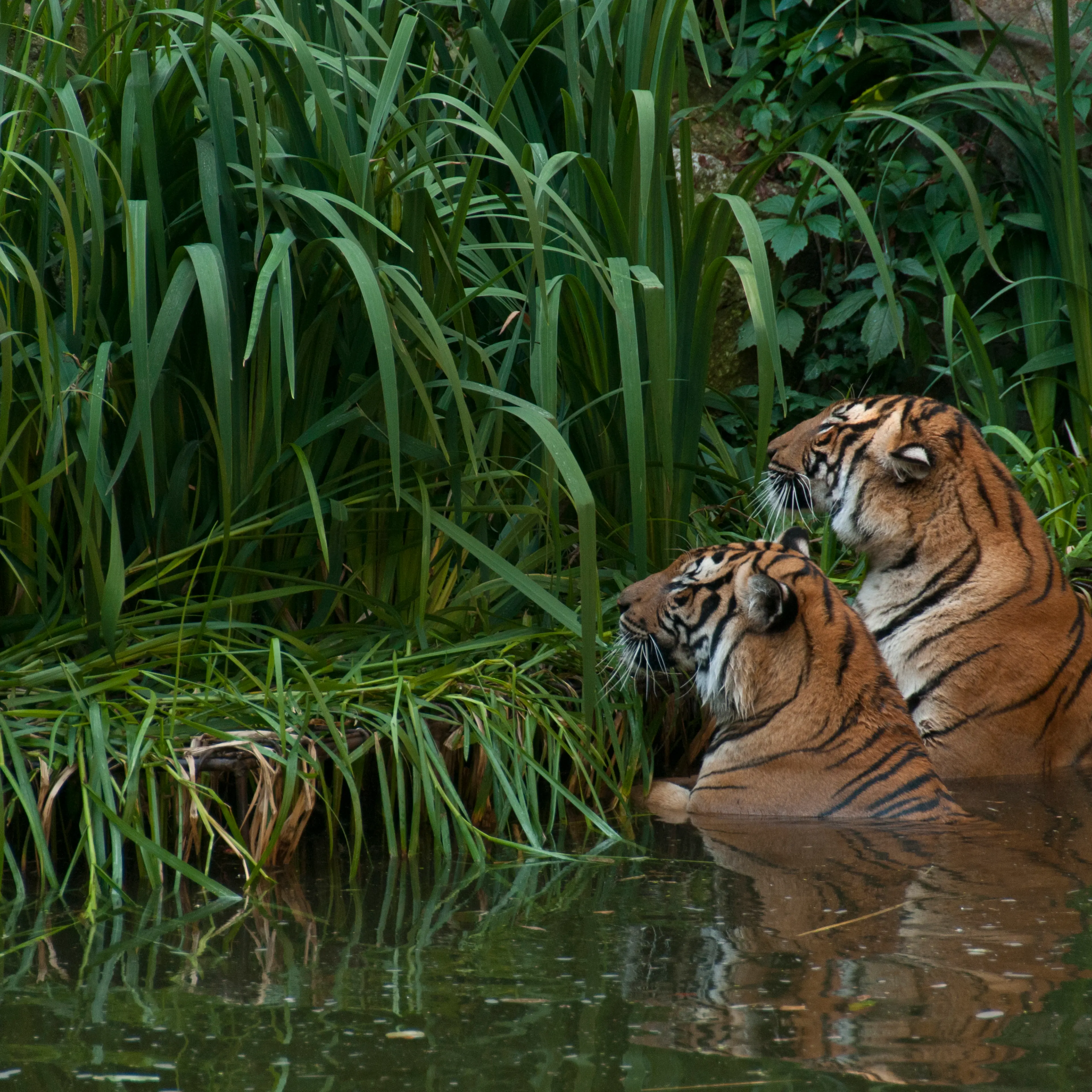 Hinterindische Tiger