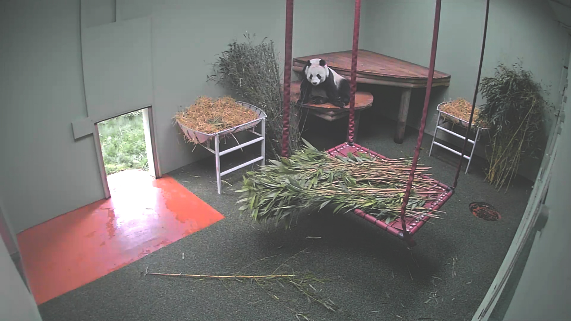 Spying on Animals: Moments from Zoo Surveillance Feeds