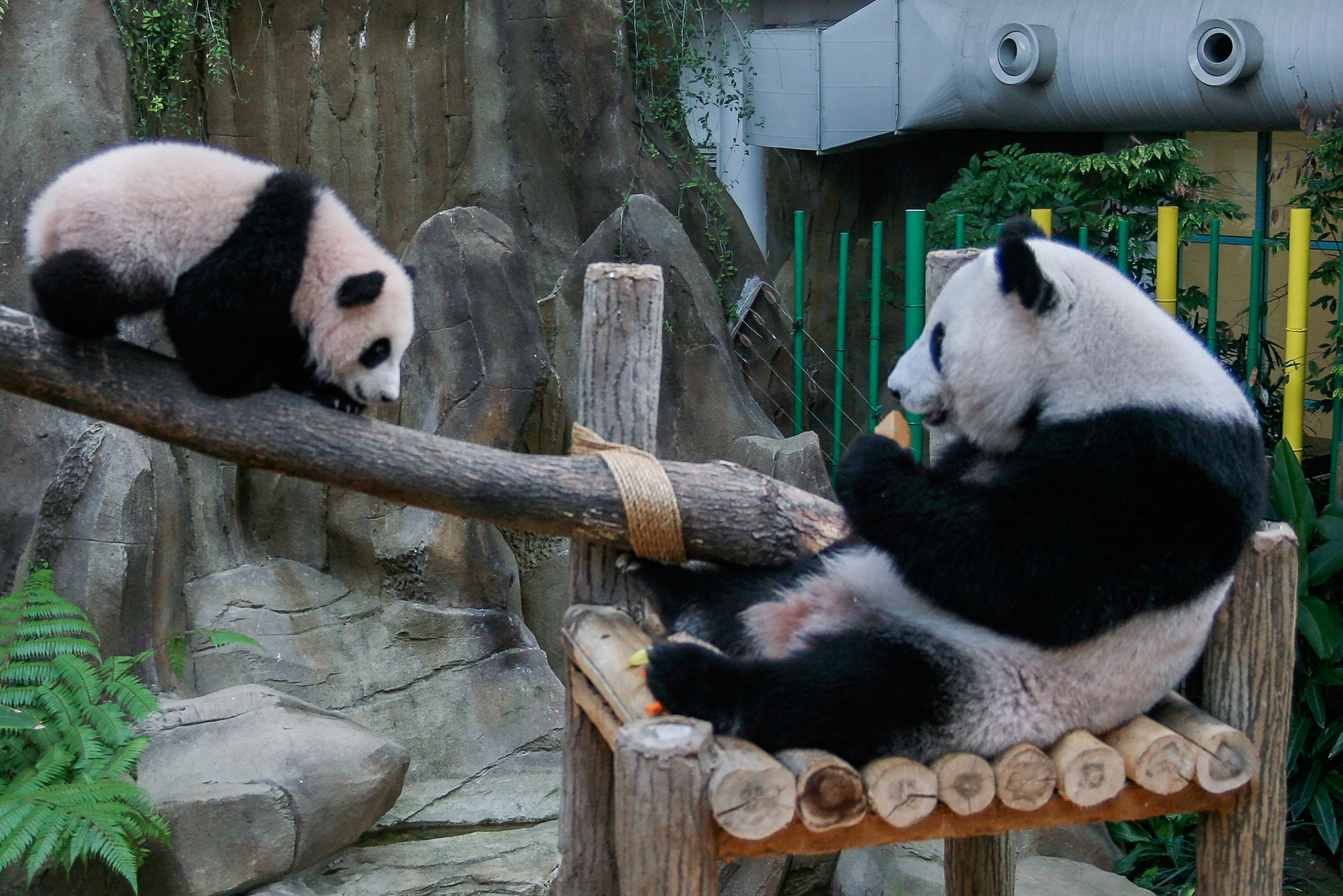 Baby Panda Named To Commemorate 40 Years Of Diplomatic Ties Between Malaysia And China