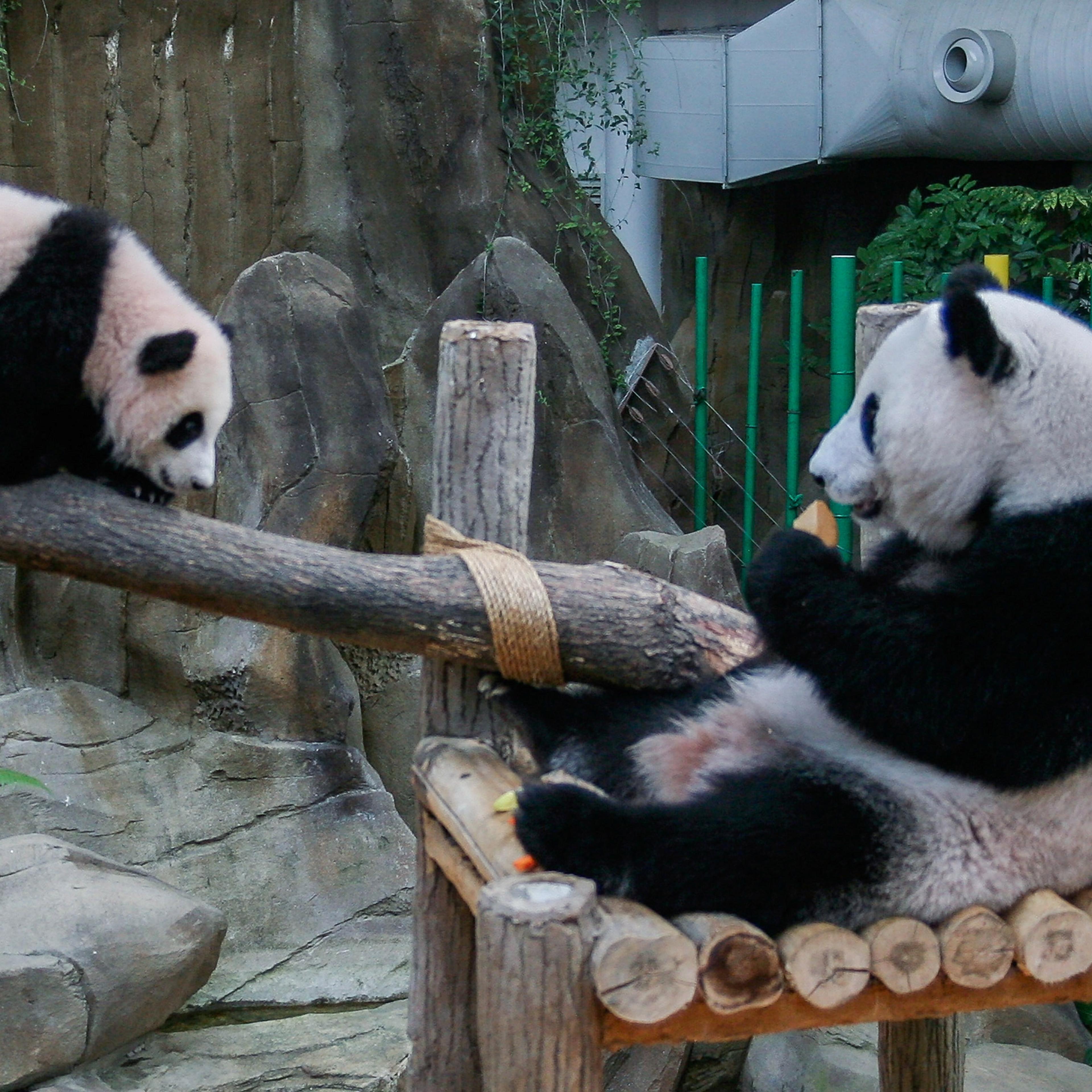 Baby Panda Named To Commemorate 40 Years Of Diplomatic Ties Between Malaysia And China