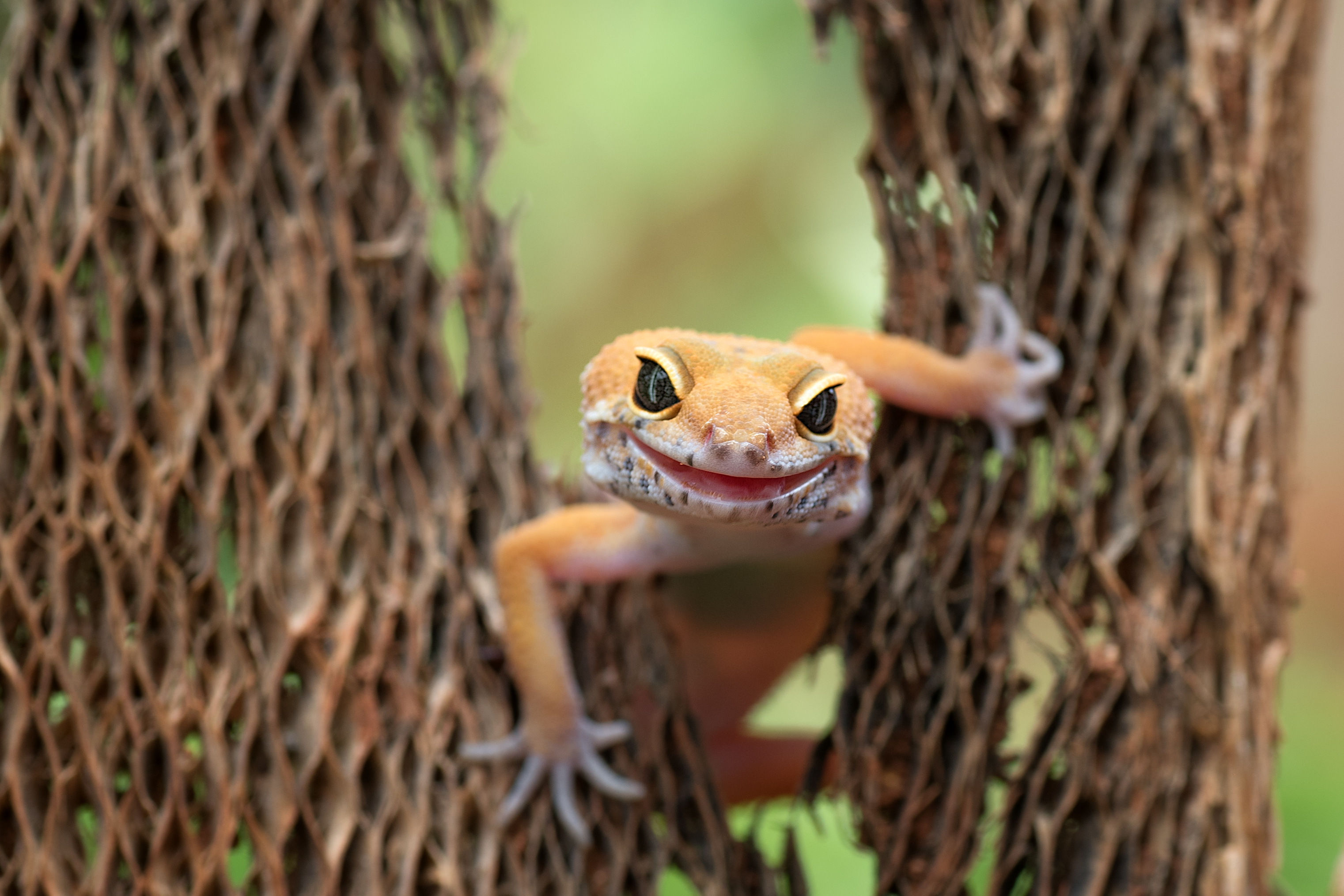 This Gecko is America’s Next Top Model