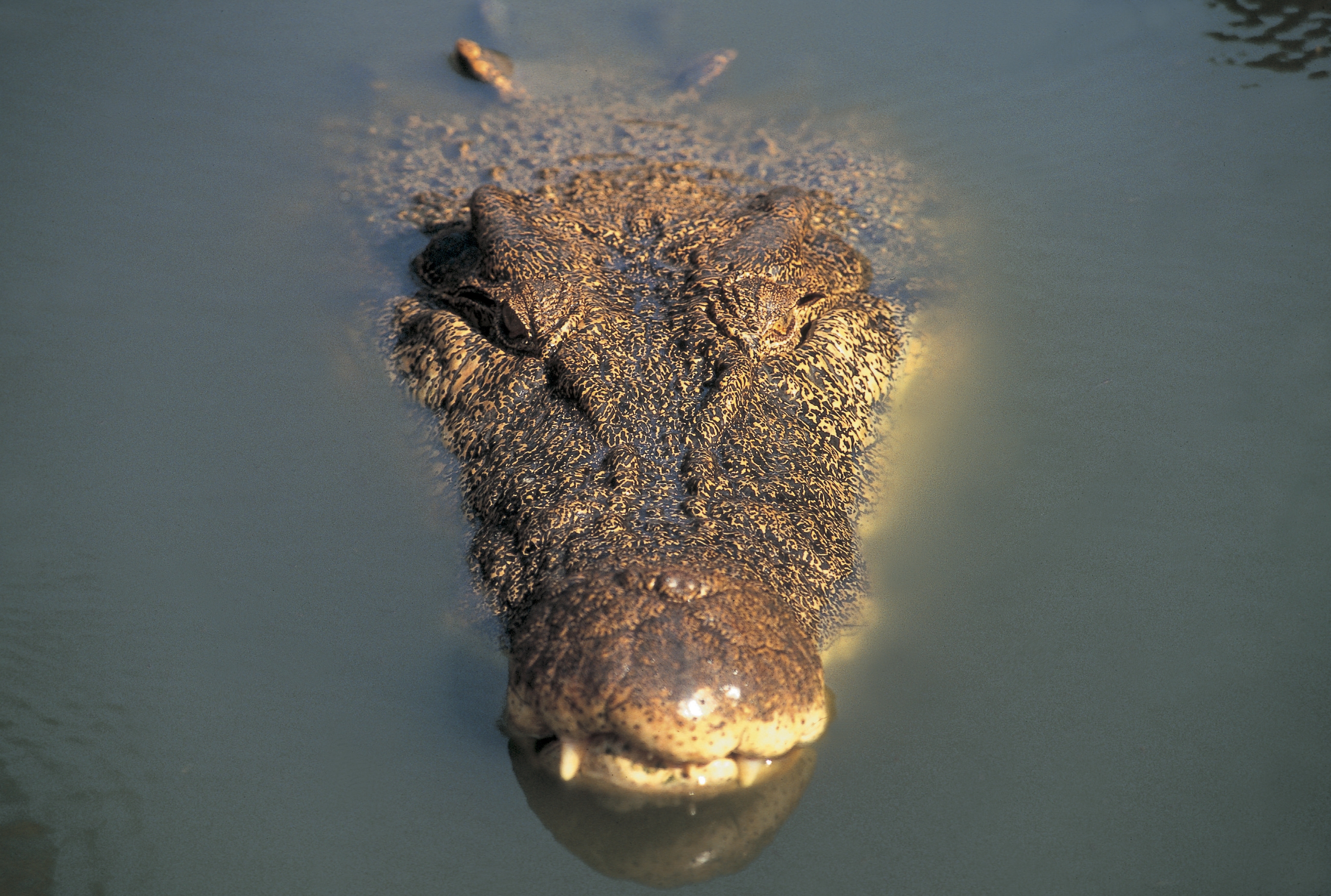 crocodiles vandals australia school office