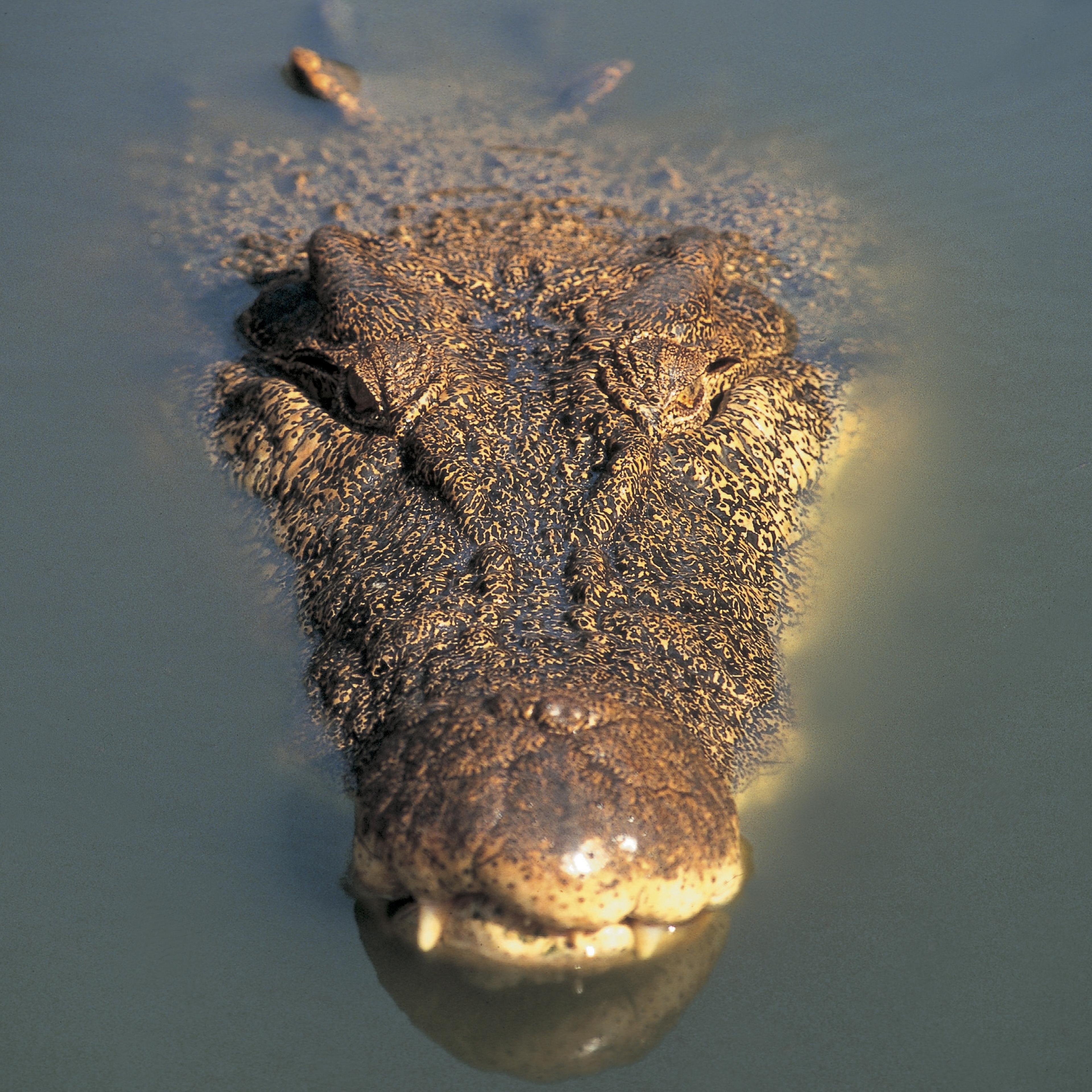 crocodiles vandals australia school office