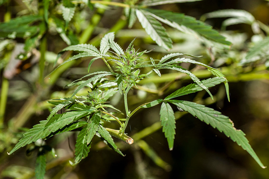 Marijuana plant in Kentucky