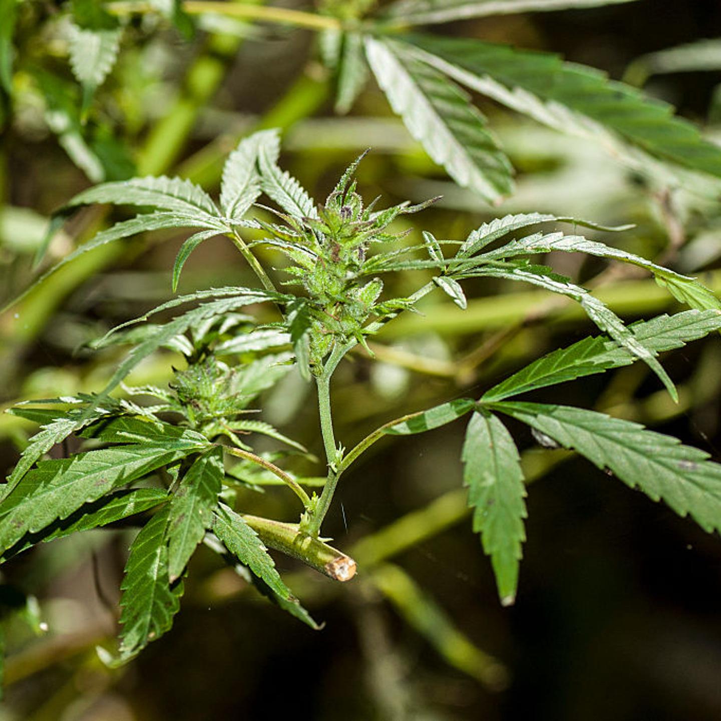 Marijuana plant in Kentucky