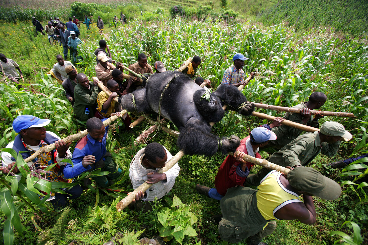 Gorillas New Threat of Extinction