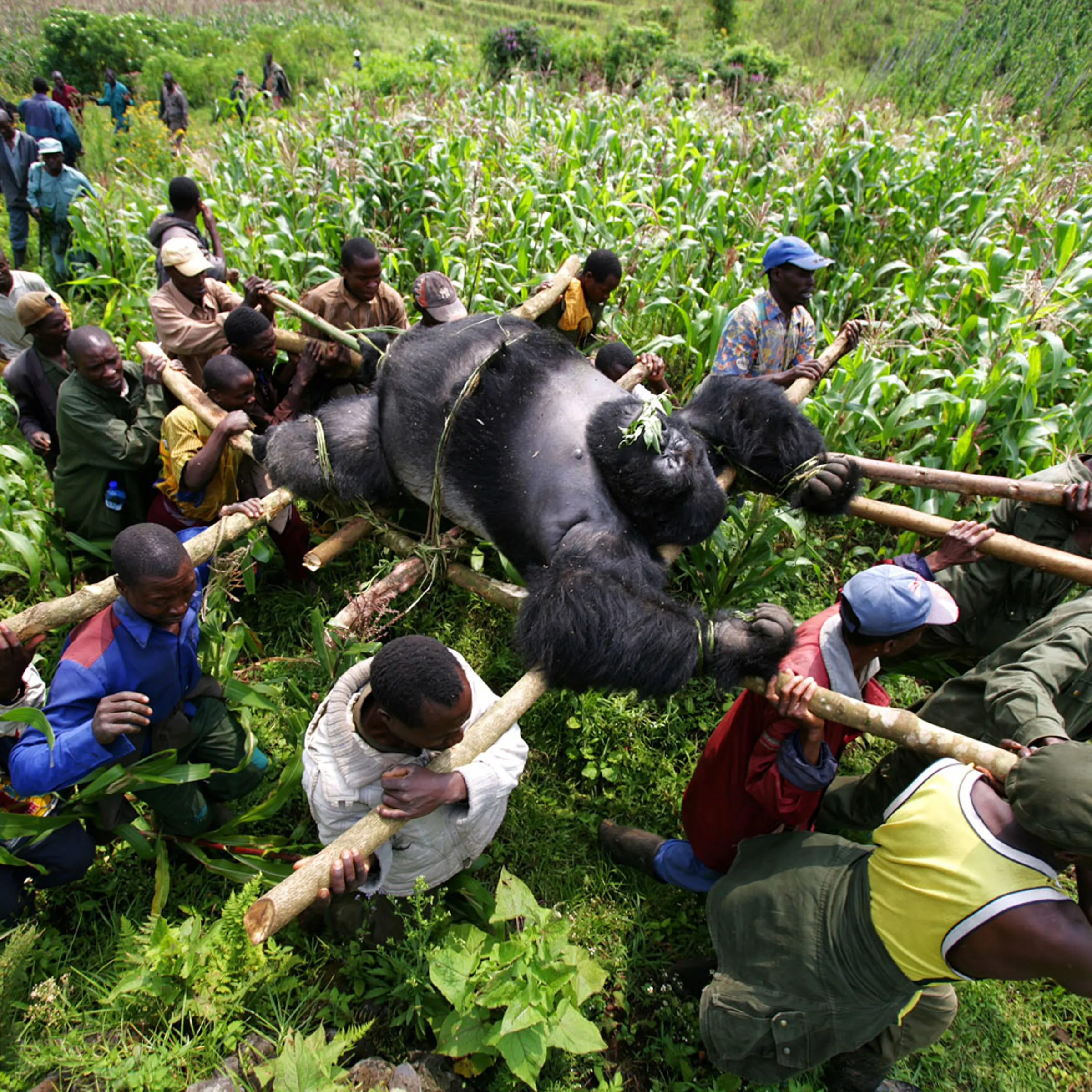 Gorillas New Threat of Extinction