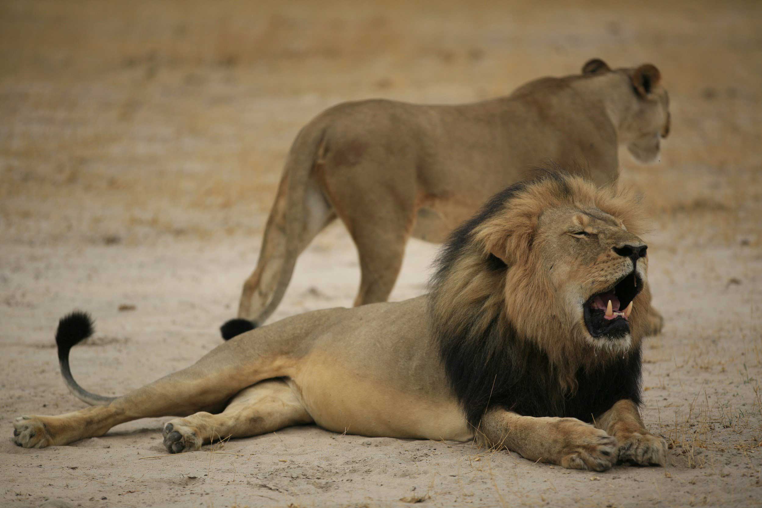 Cecil the lion