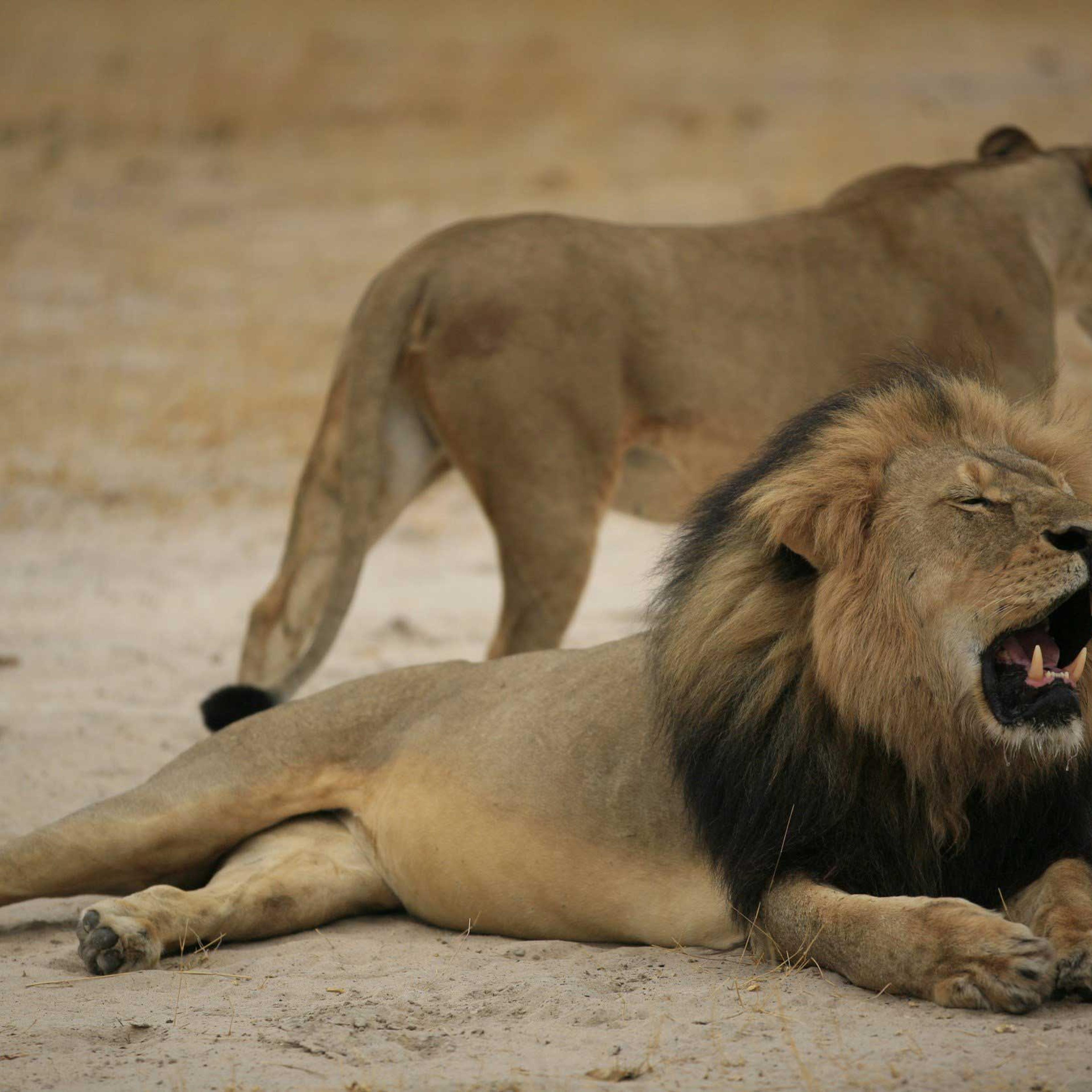 Cecil the lion