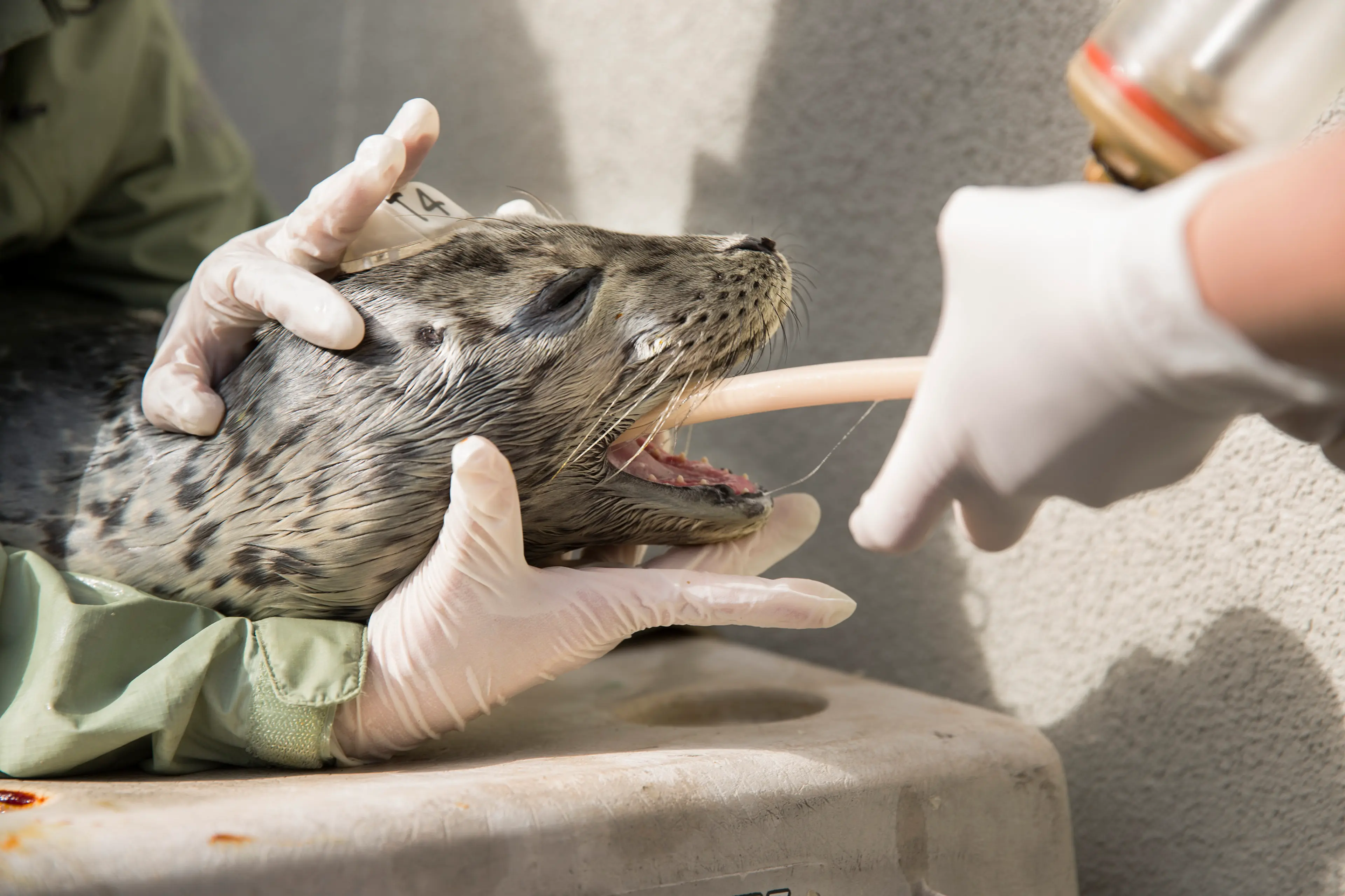 Sick Baby Seals Marine Mammal Center