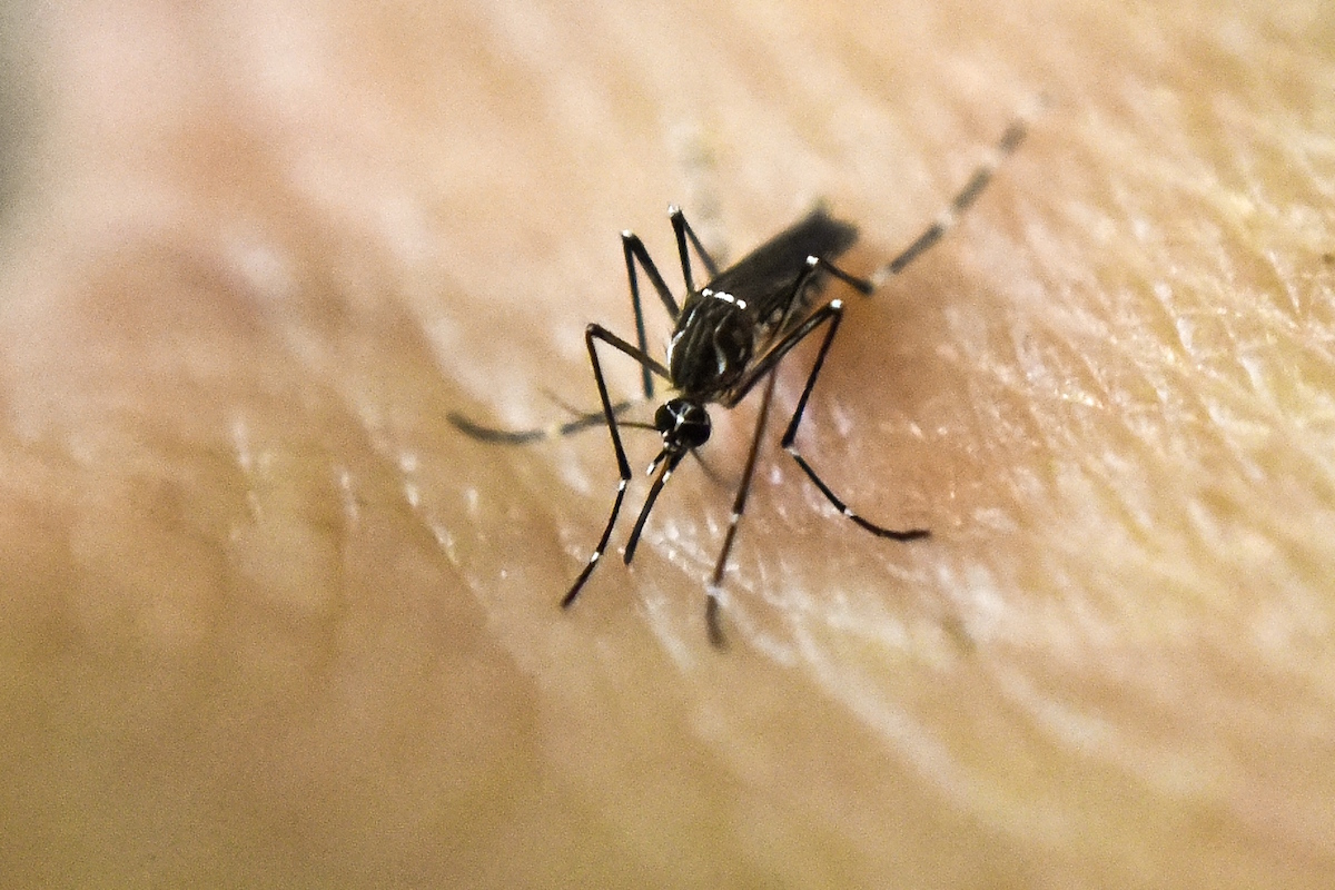 COLOMBIA-SCIENCE-HEALTH-ZIKA-VIRUS