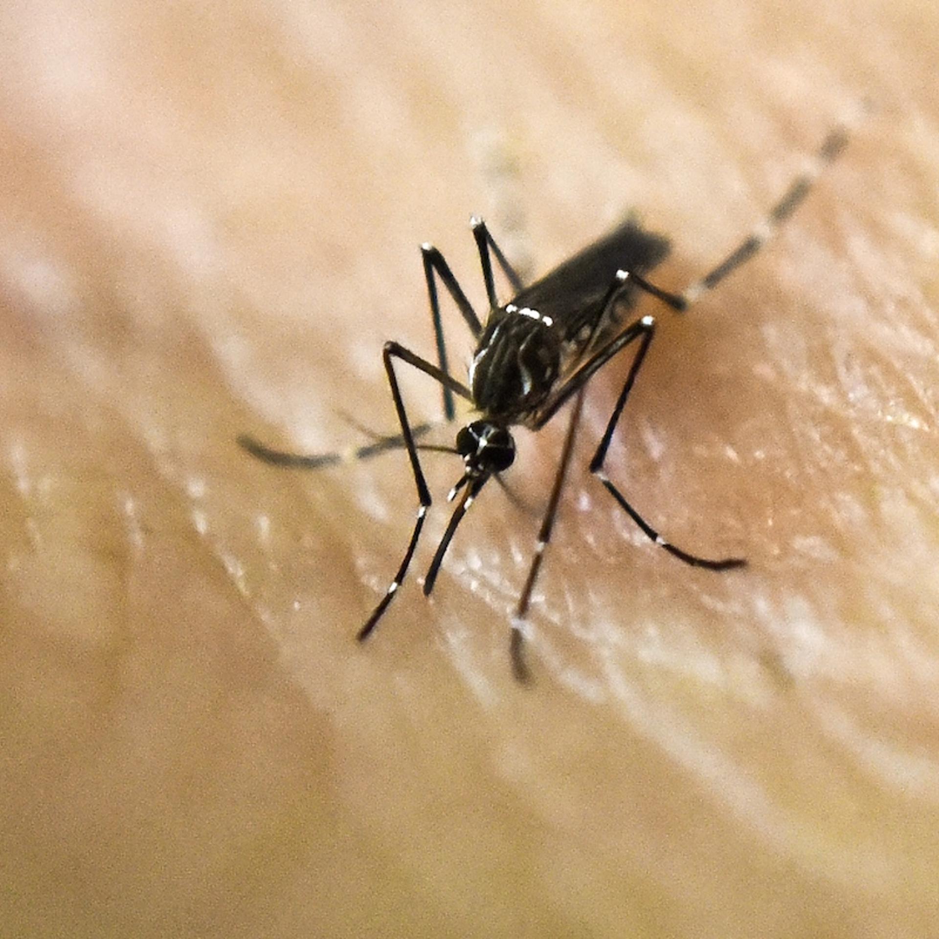 COLOMBIA-SCIENCE-HEALTH-ZIKA-VIRUS