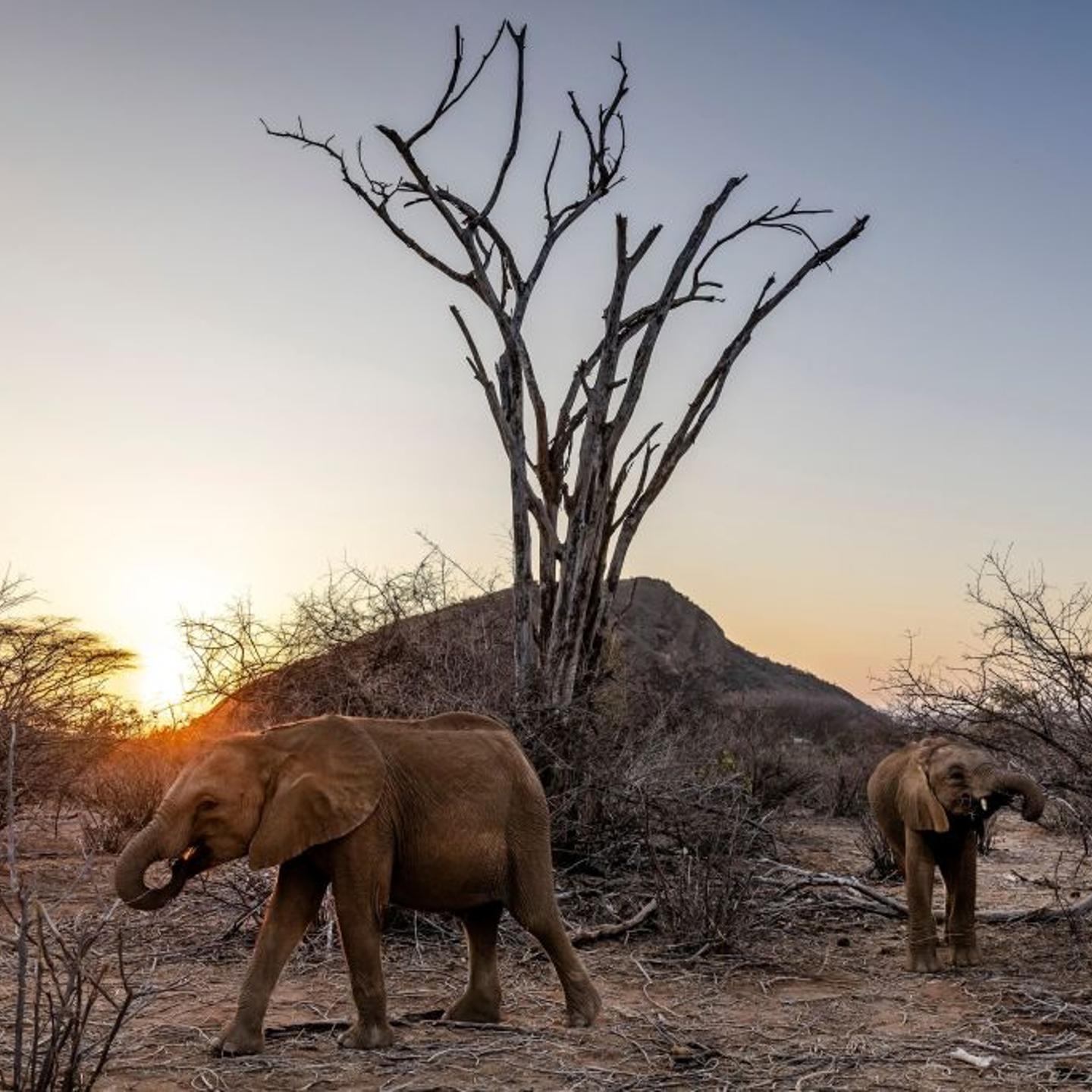 Two elephant calves try to find some browse in a dry land without fresh vegetation during a morning walk at Reteti Elephant Sanctuary in Namunyak Wildlife Conservancy, Samburu, Kenya on Oct. 12, 2022.
