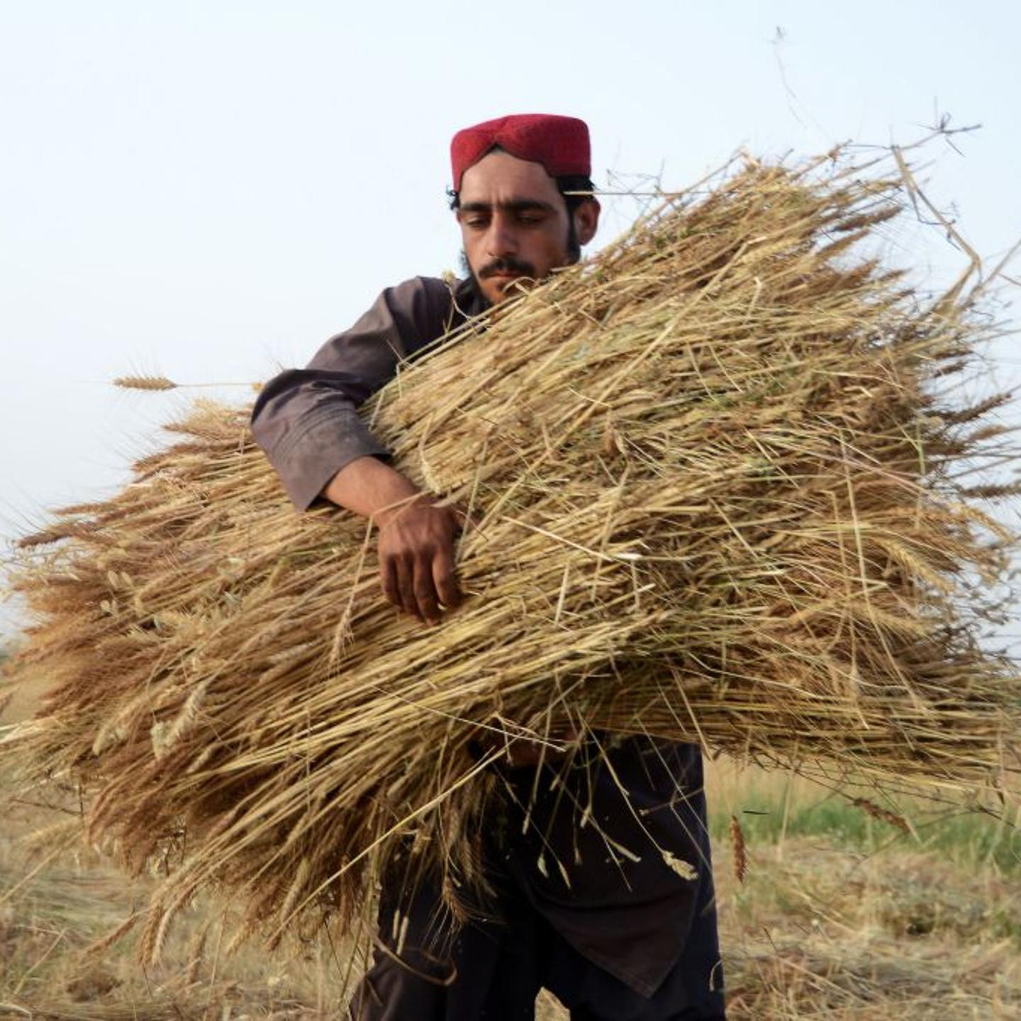 AFGHANISTAN-AGRICULTURE-WHEAT