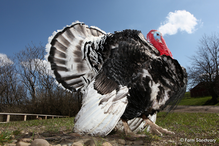 Turpentine was gregarious and a consummate photo-bomber. Though he died recently, he can be sponsored in memoriam.