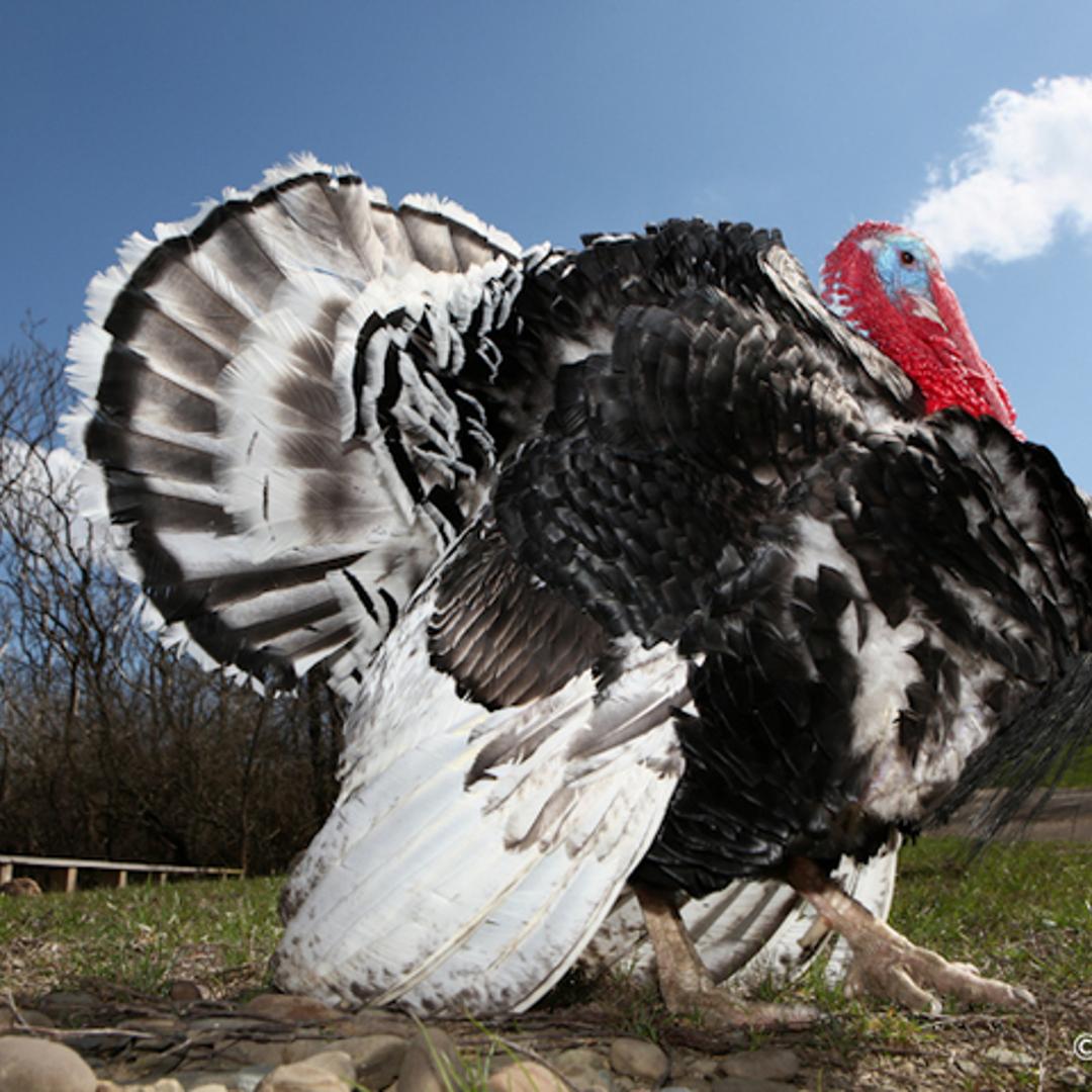 Turpentine was gregarious and a consummate photo-bomber. Though he died recently, he can be sponsored in memoriam.